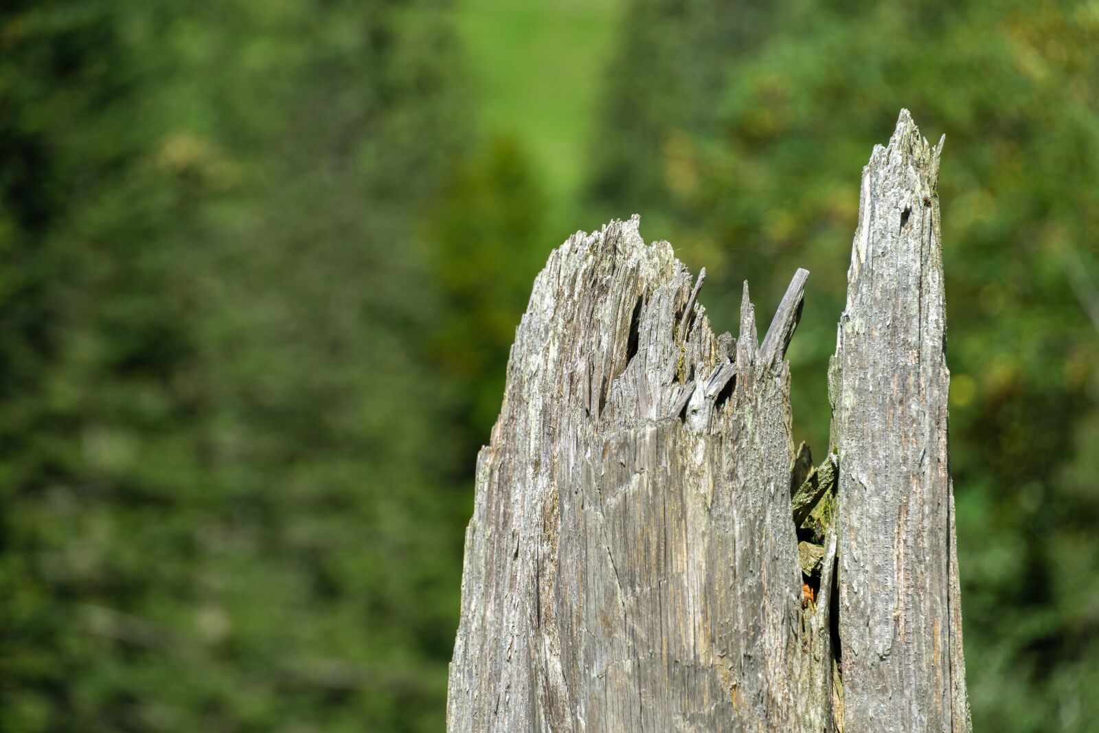 Sony a6000 + Sony E 18-135mm F3.5-5.6 OSS sample photo. Wood, bokeh, pile photography