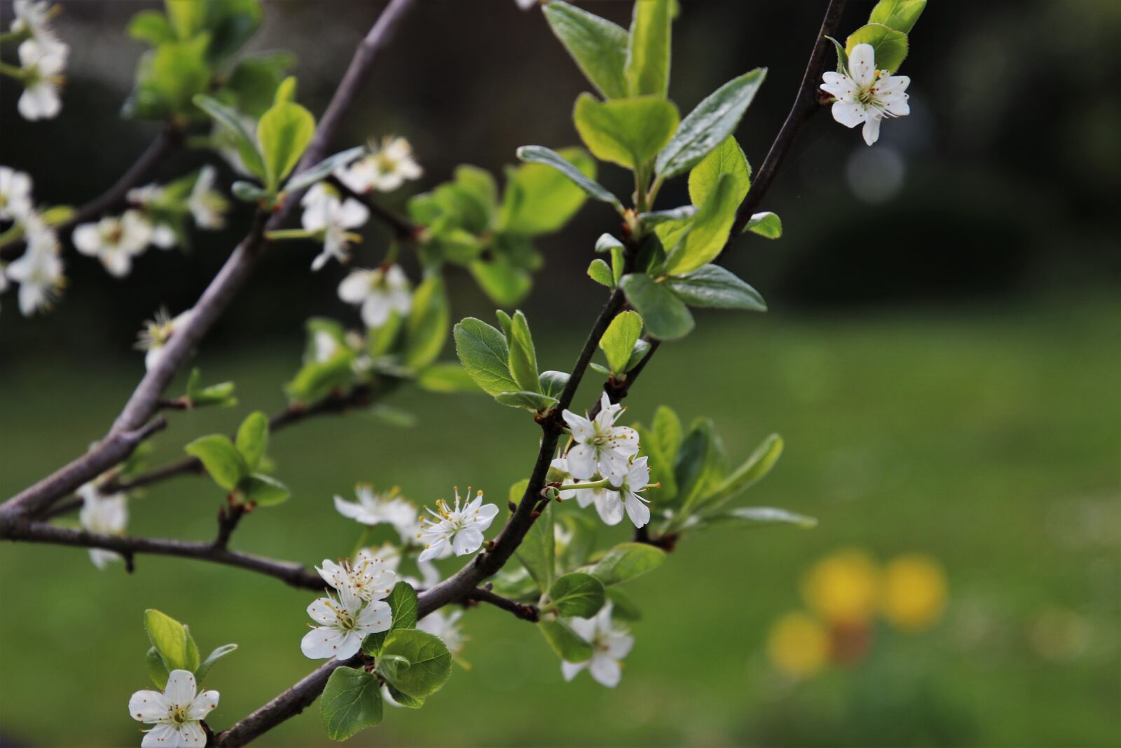 Canon EOS 80D sample photo. Spring, sad, sprig photography