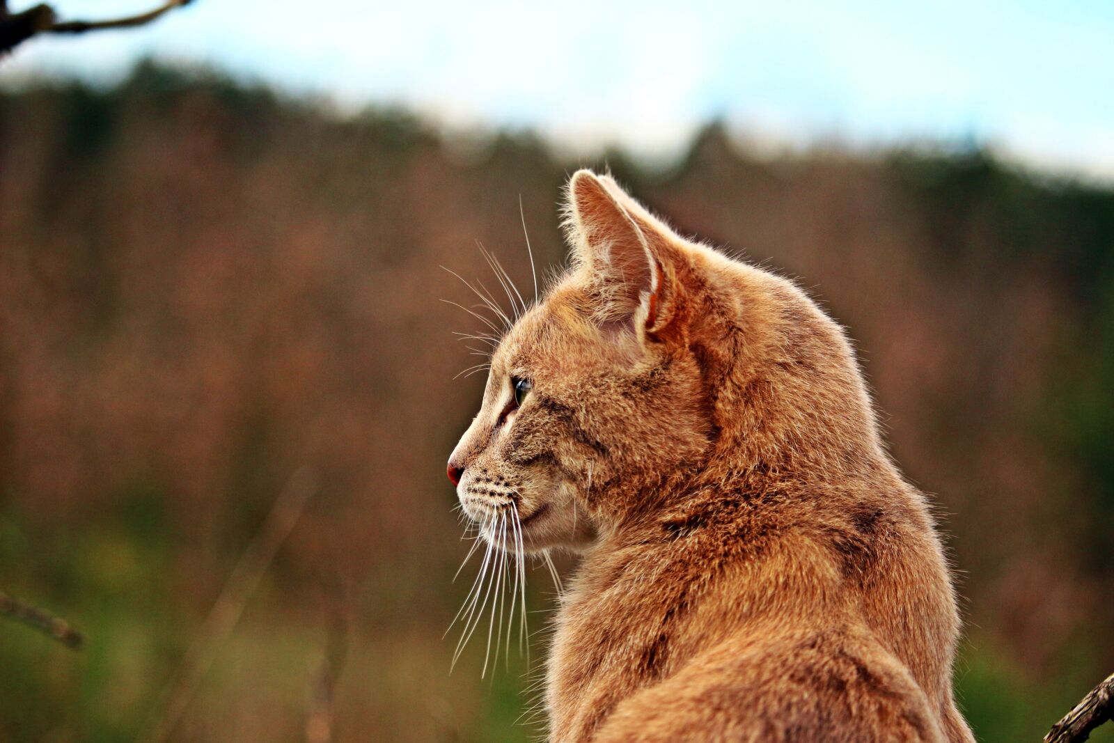 Canon EOS 100D (EOS Rebel SL1 / EOS Kiss X7) sample photo. Cat, mieze, tiger cat photography