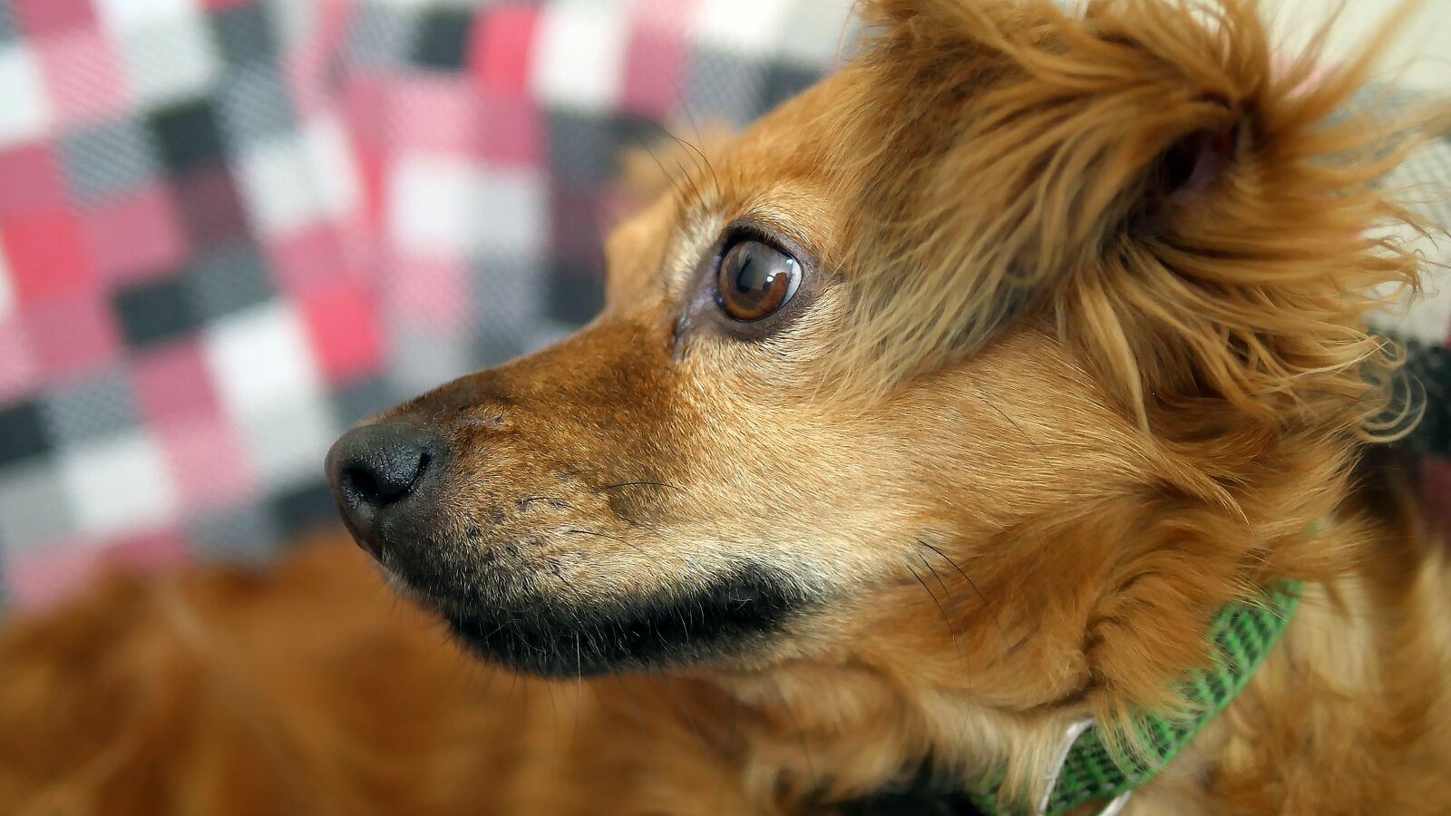 Panasonic Lumix DMC-GH4 sample photo. Dog, cute, animal photography