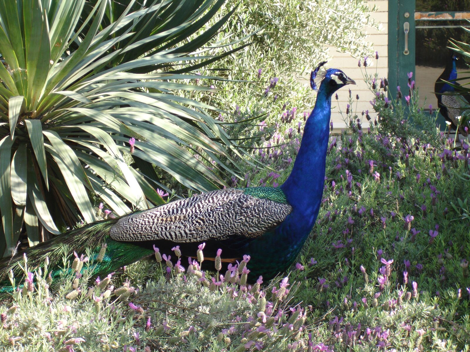 Sony DSC-P200 sample photo. Peacock, nature, bird photography