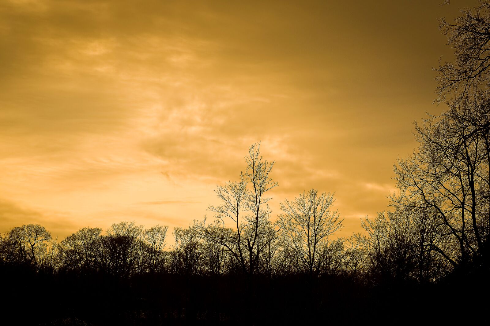 Olympus OM-D E-M10 sample photo. Trees, winter, forest photography