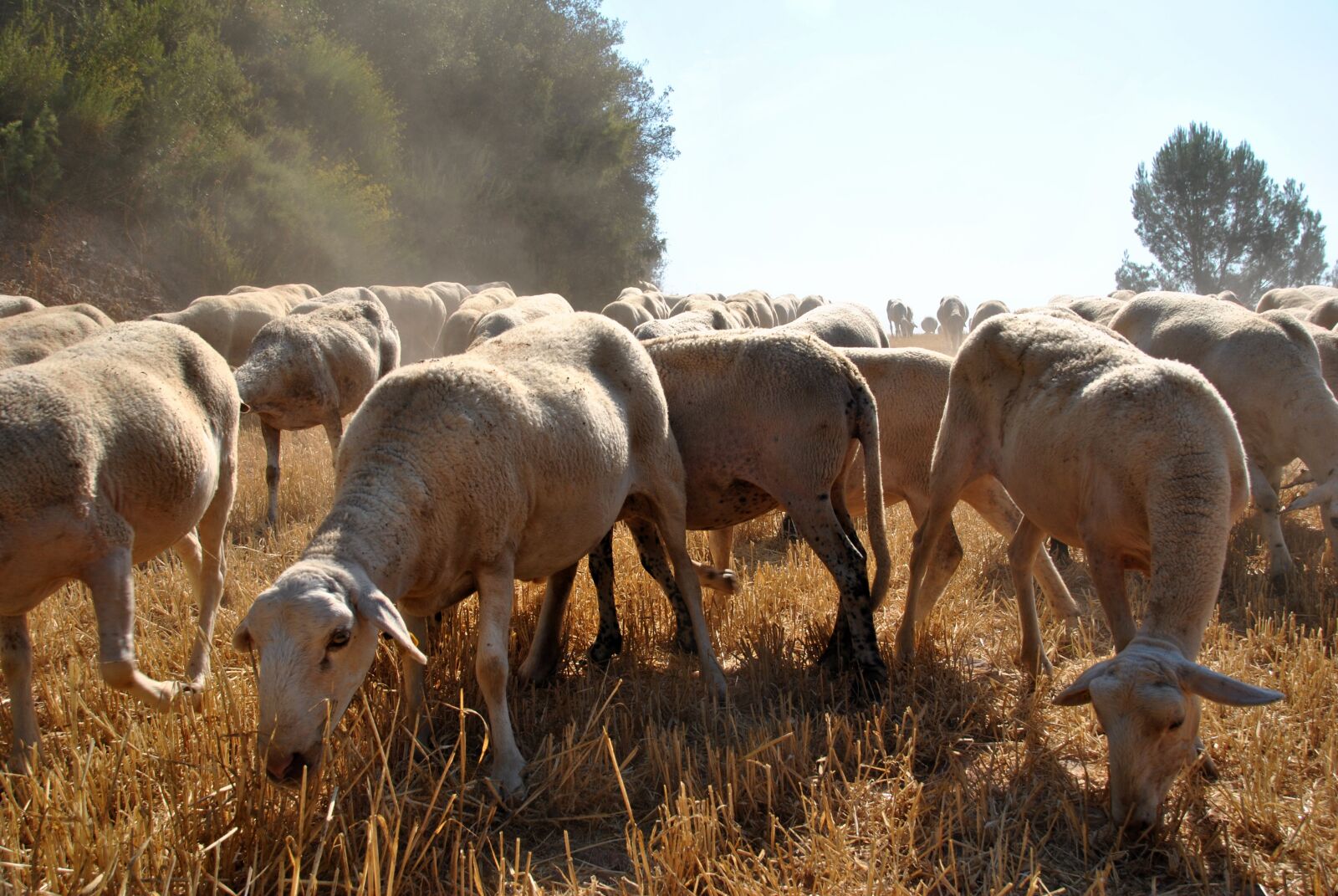 Nikon D3000 sample photo. Sheep, goat, nature photography