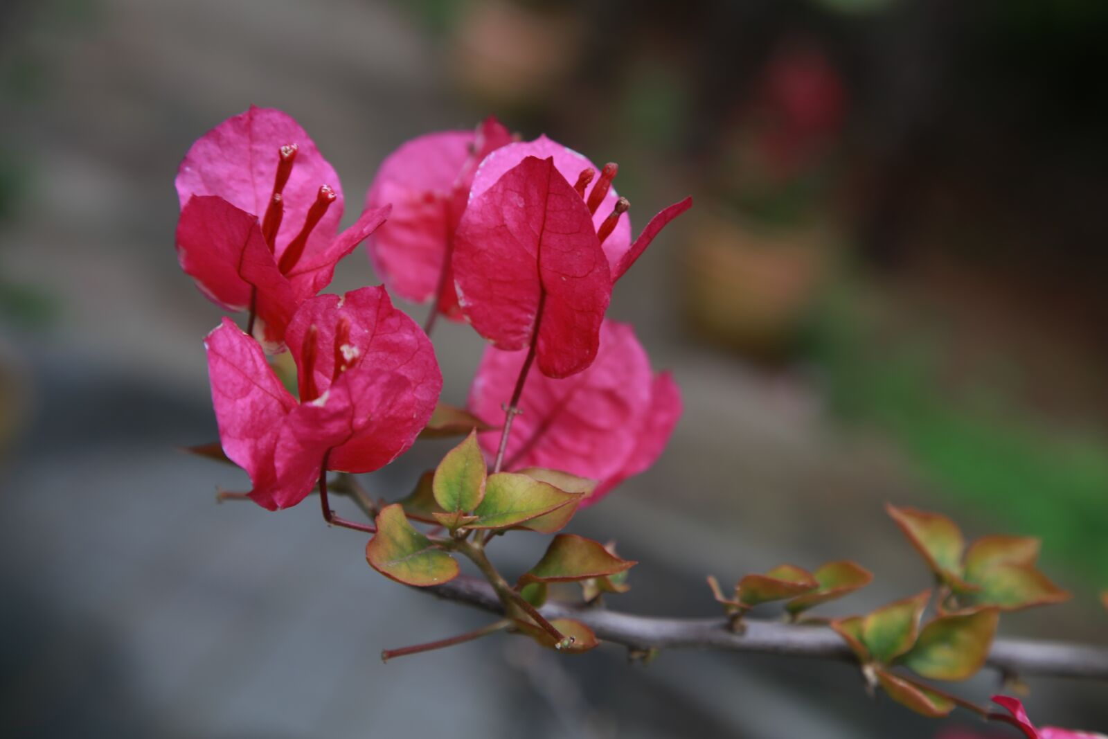 Canon EOS 6D + Canon EF 24-105mm F4L IS USM sample photo. The siberian, bougainvillea, paper photography
