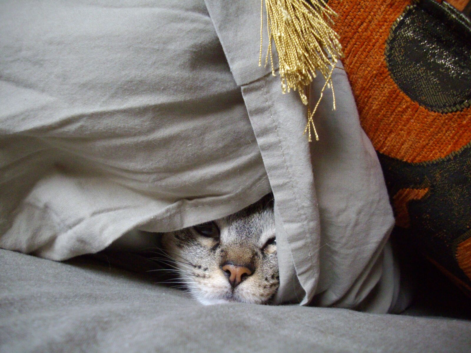Pentax OPTIO E40 sample photo. Hideout, cat, pet photography