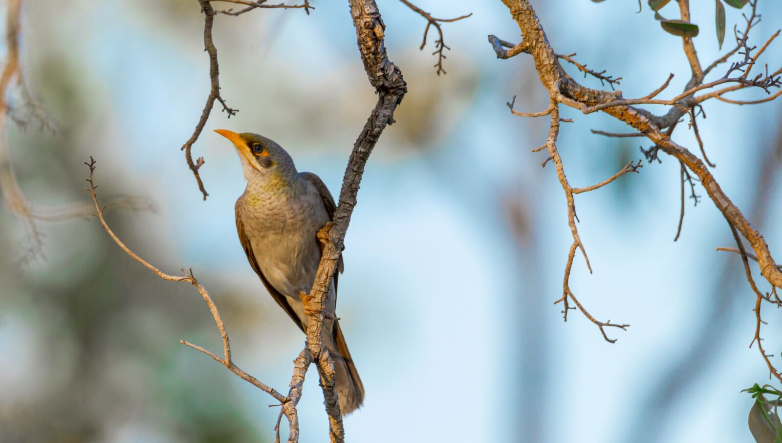 Canon EOS 80D sample photo. Birds, wildlife, nature photography