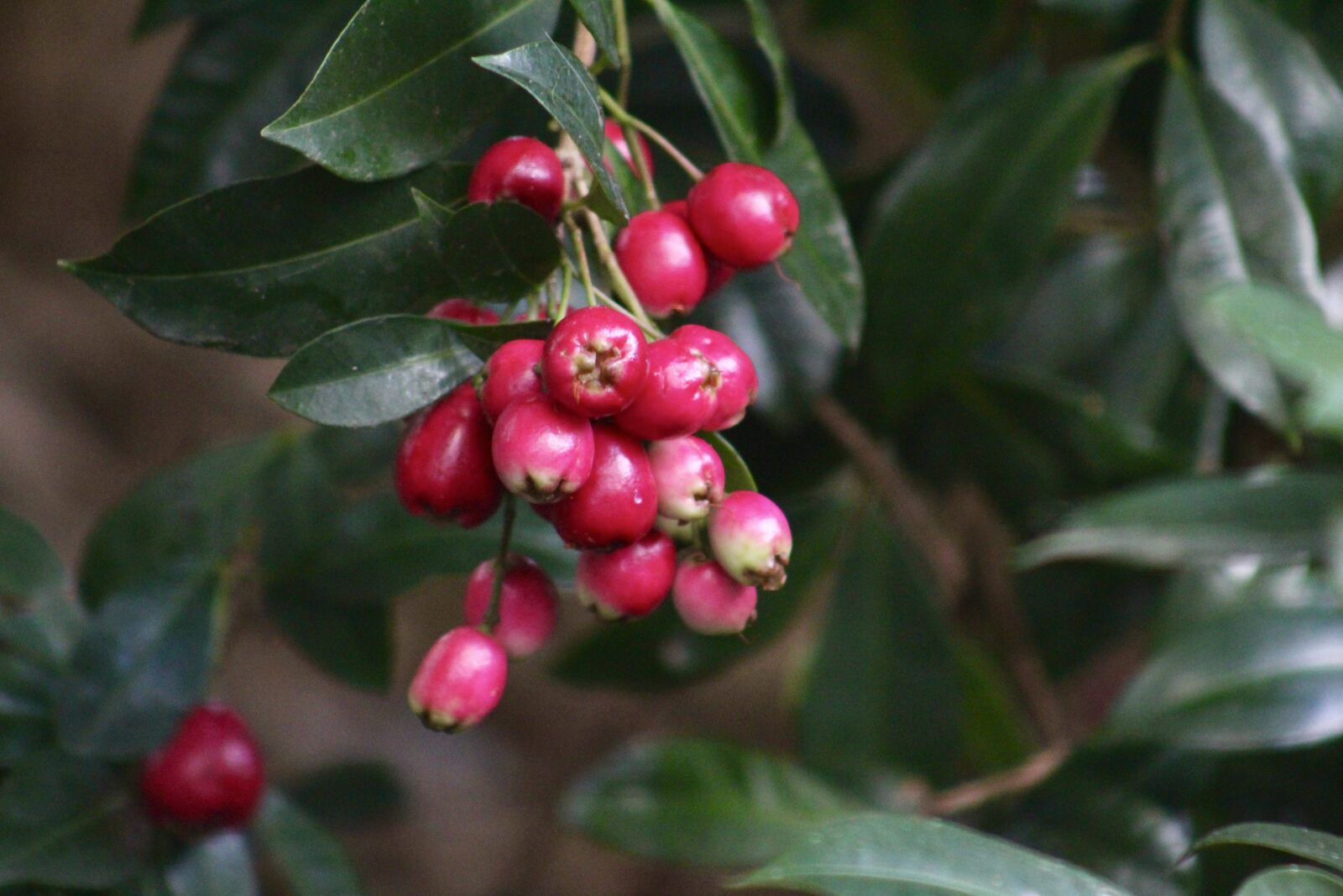 Canon EF75-300mm f/4-5.6 sample photo. Australian cherry, cherry, berry photography