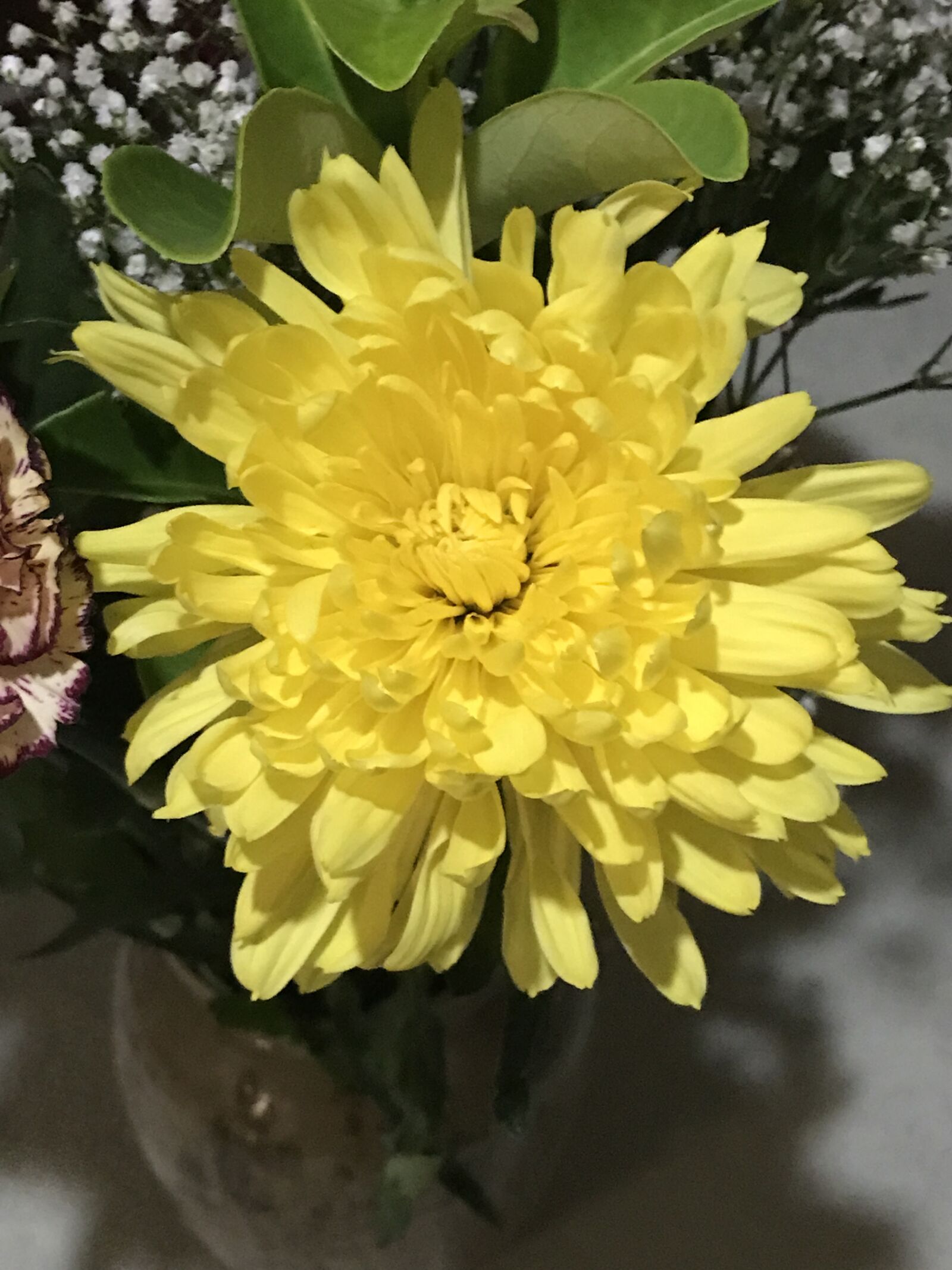 Apple iPhone 7 Plus sample photo. Beautiful, flowers, yellow, flower photography