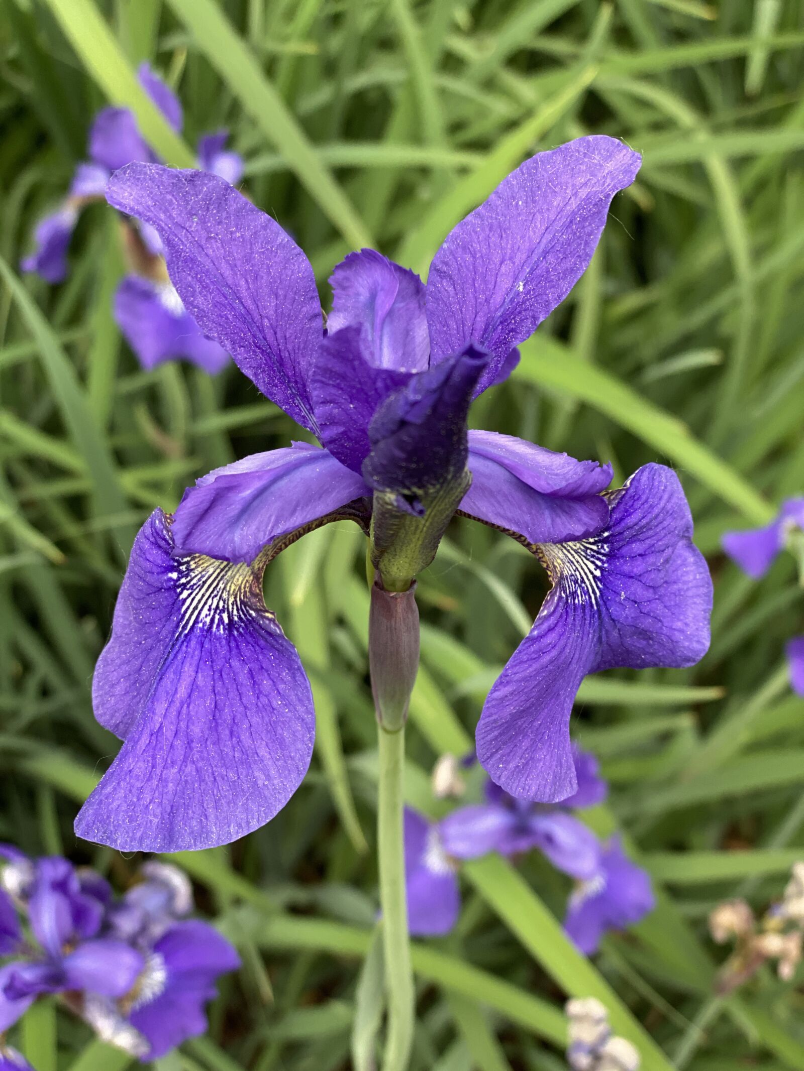 Apple iPhone 11 Pro Max sample photo. Iris, flower, bloom photography