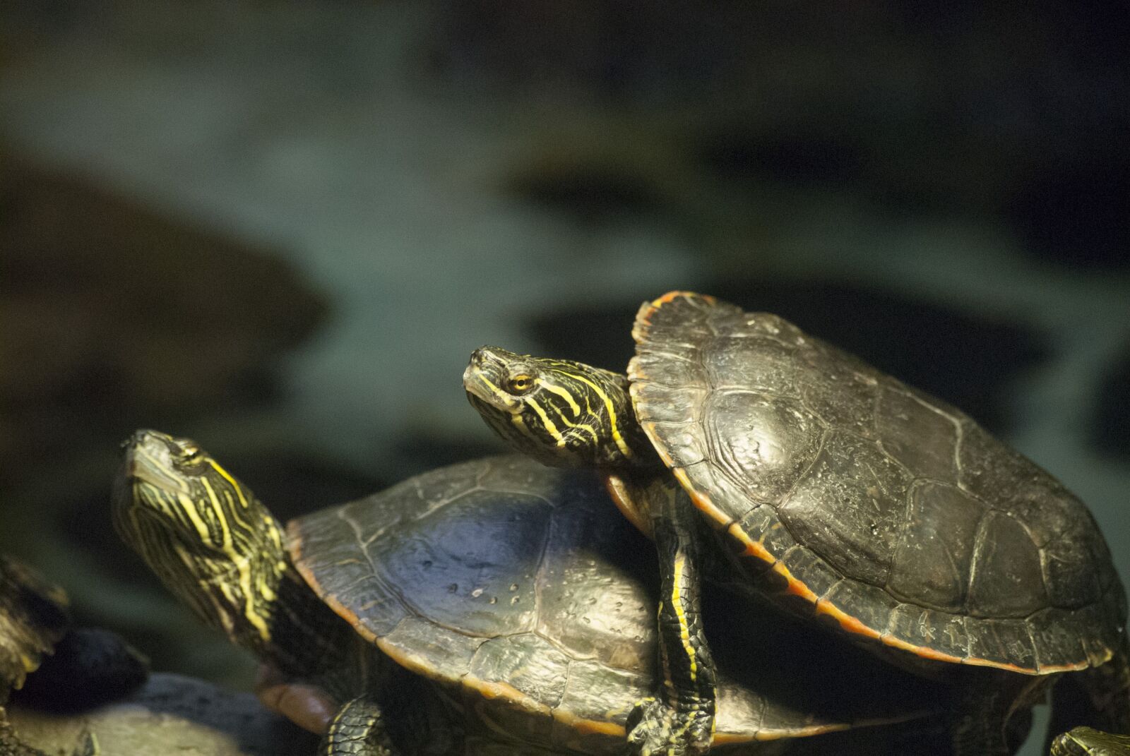 Nikon D200 sample photo. Turtle, animal, wildlife photography
