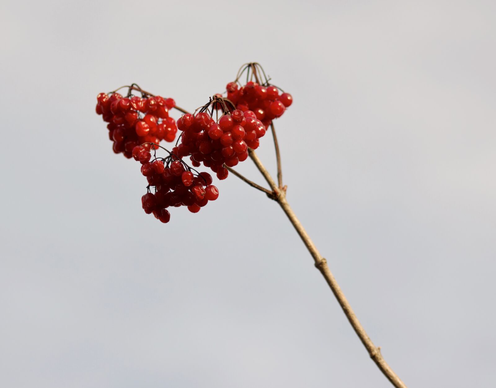 Nikon D5100 sample photo. Fruit, red, small photography
