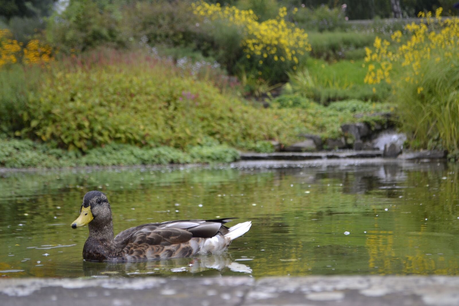 Nikon D3100 sample photo. Duck, pond, lake photography