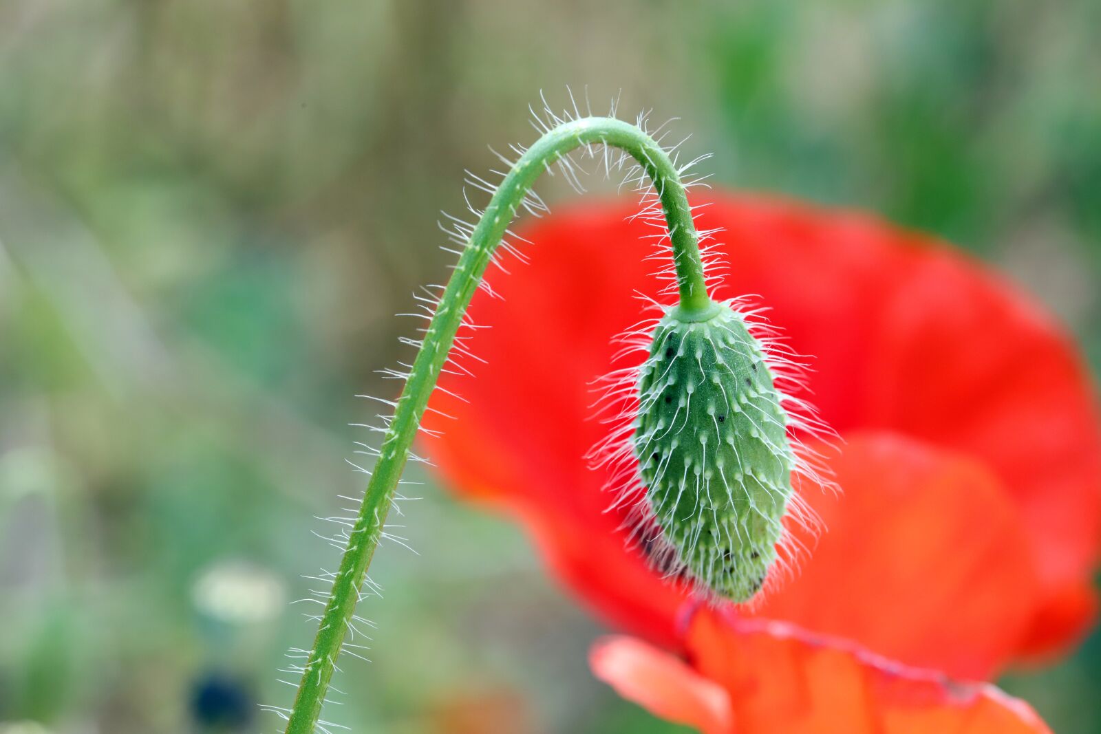 Canon EOS 6D Mark II sample photo. Flowers, poppy, plants photography