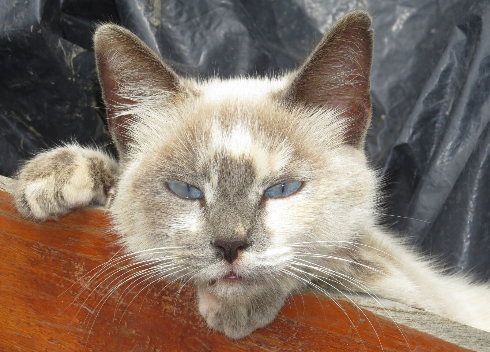 Canon PowerShot SX50 HS sample photo. Nature, feline, domestic cat photography