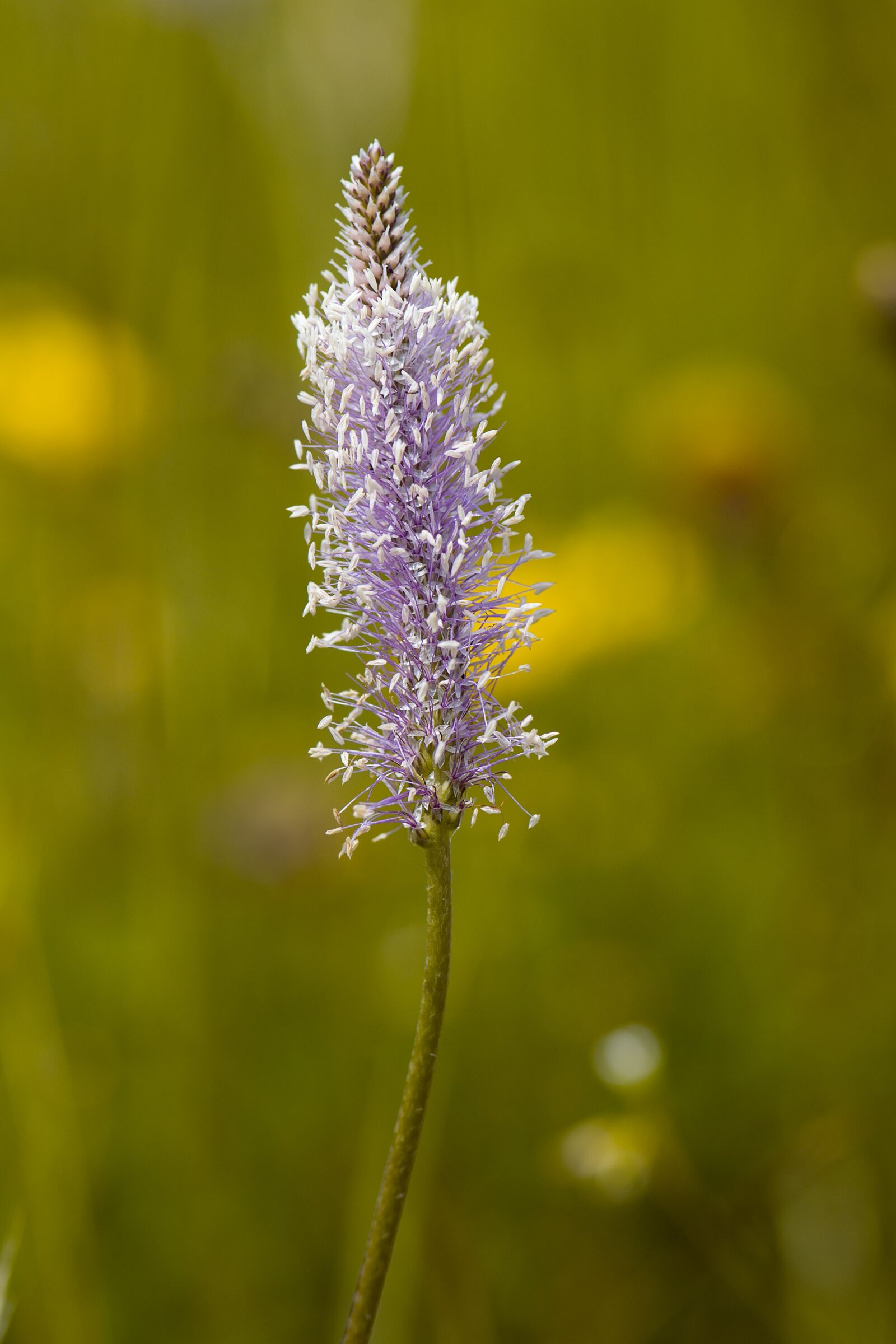 Nikon D7100 sample photo. Plant, faded, meadow photography