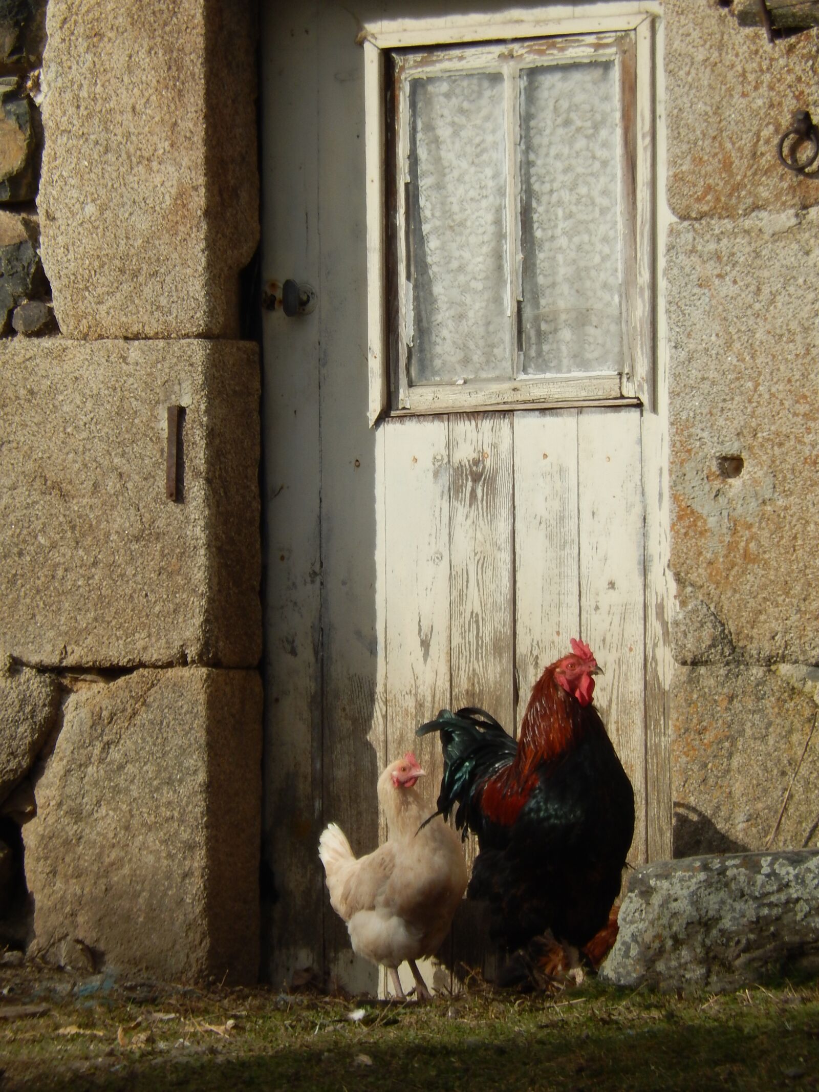 Nikon Coolpix S9500 sample photo. Field, hen, cock photography