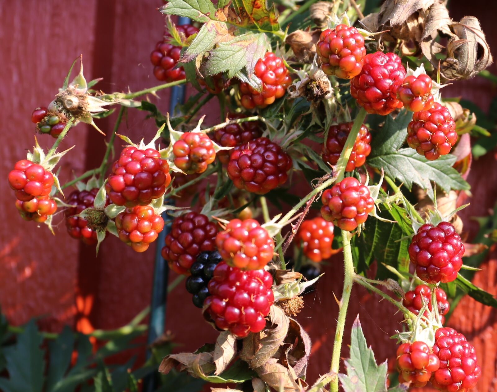 Canon EF 24-70mm F4L IS USM sample photo. Blackberry, berry, autumn photography