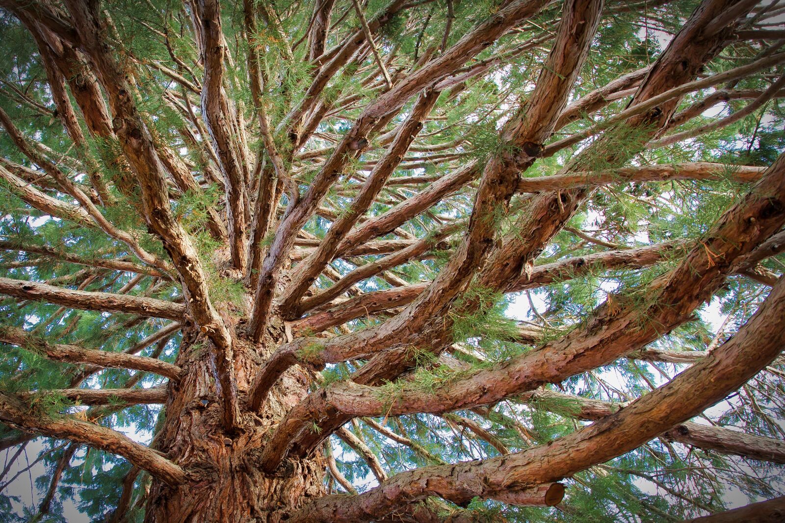 Nikon D5300 sample photo. Tree, wood, nature photography