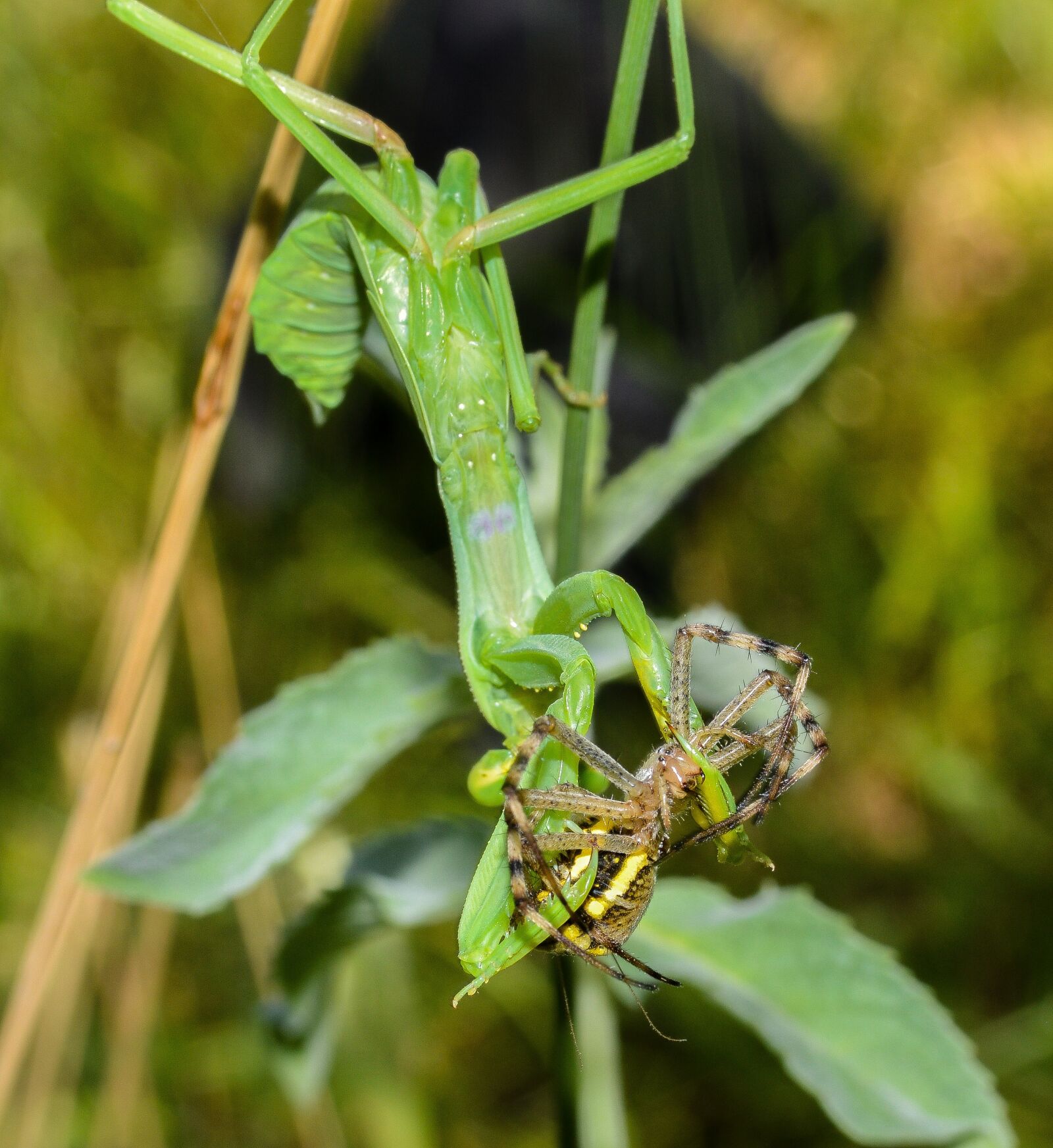 Nikon D3200 sample photo. Surprise, victim, spider photography