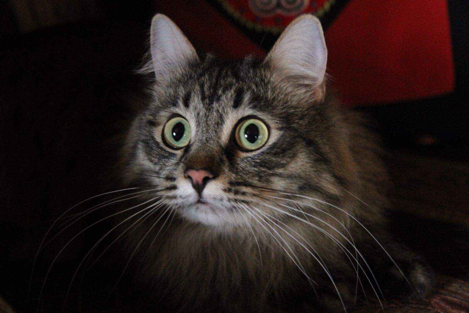 Canon EOS 7D sample photo. Cat, attention, glance photography