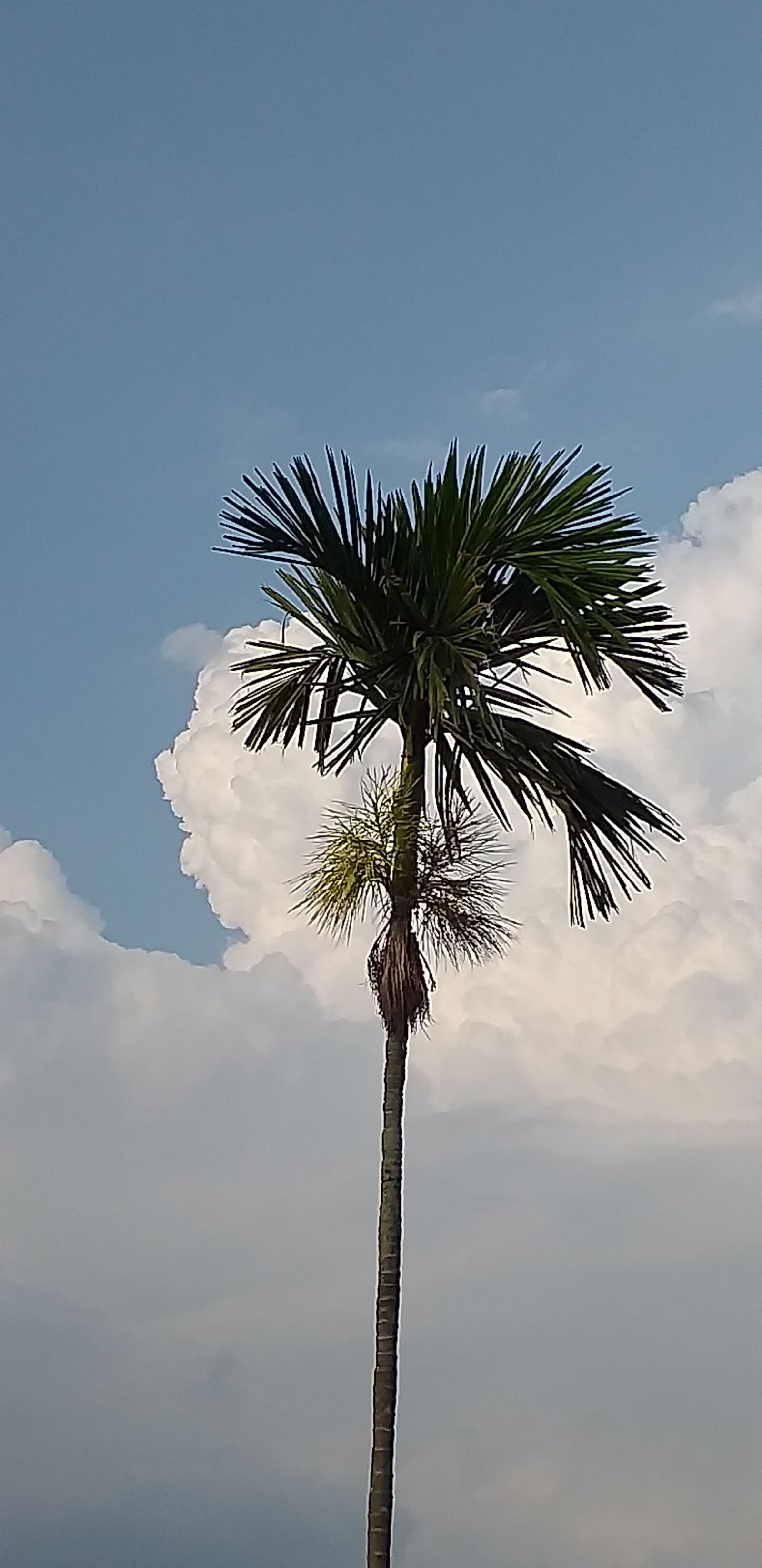 Samsung Galaxy J4+ sample photo. Cloud, tree, dream photography