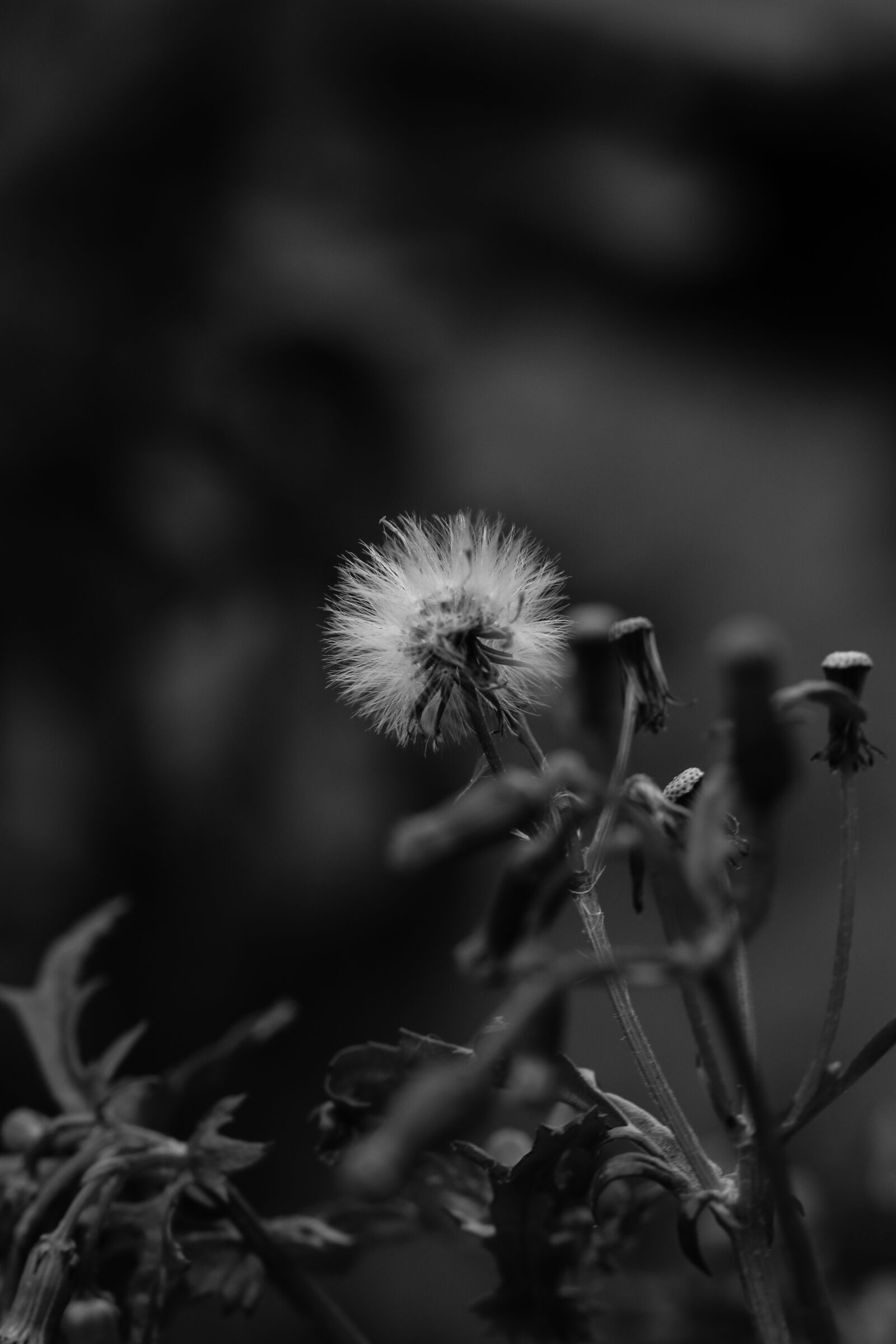 Canon EOS 7D Mark II sample photo. Flower, wild flower, autumn photography