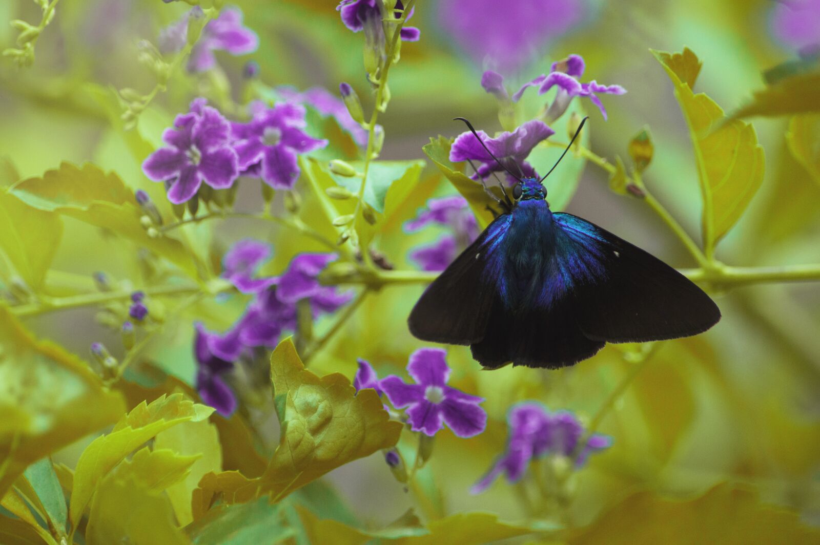 Nikon D3200 sample photo. Butterfly, flower, colors photography