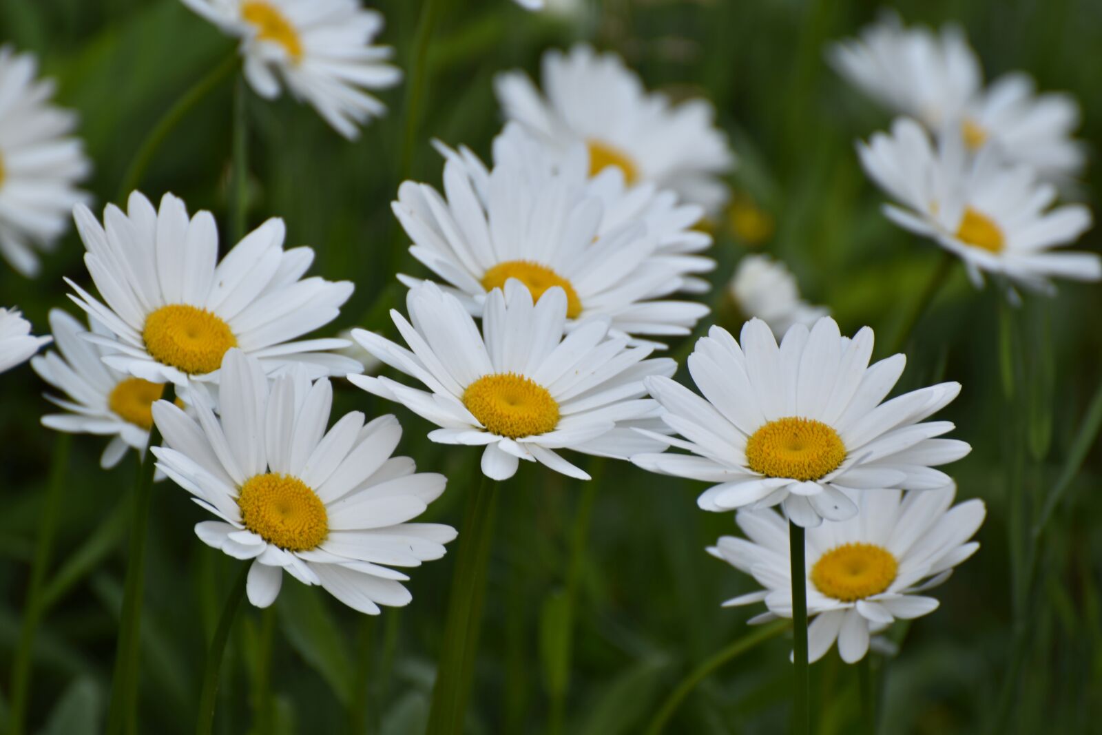 Nikon D5600 sample photo. Daisies, white, many photography