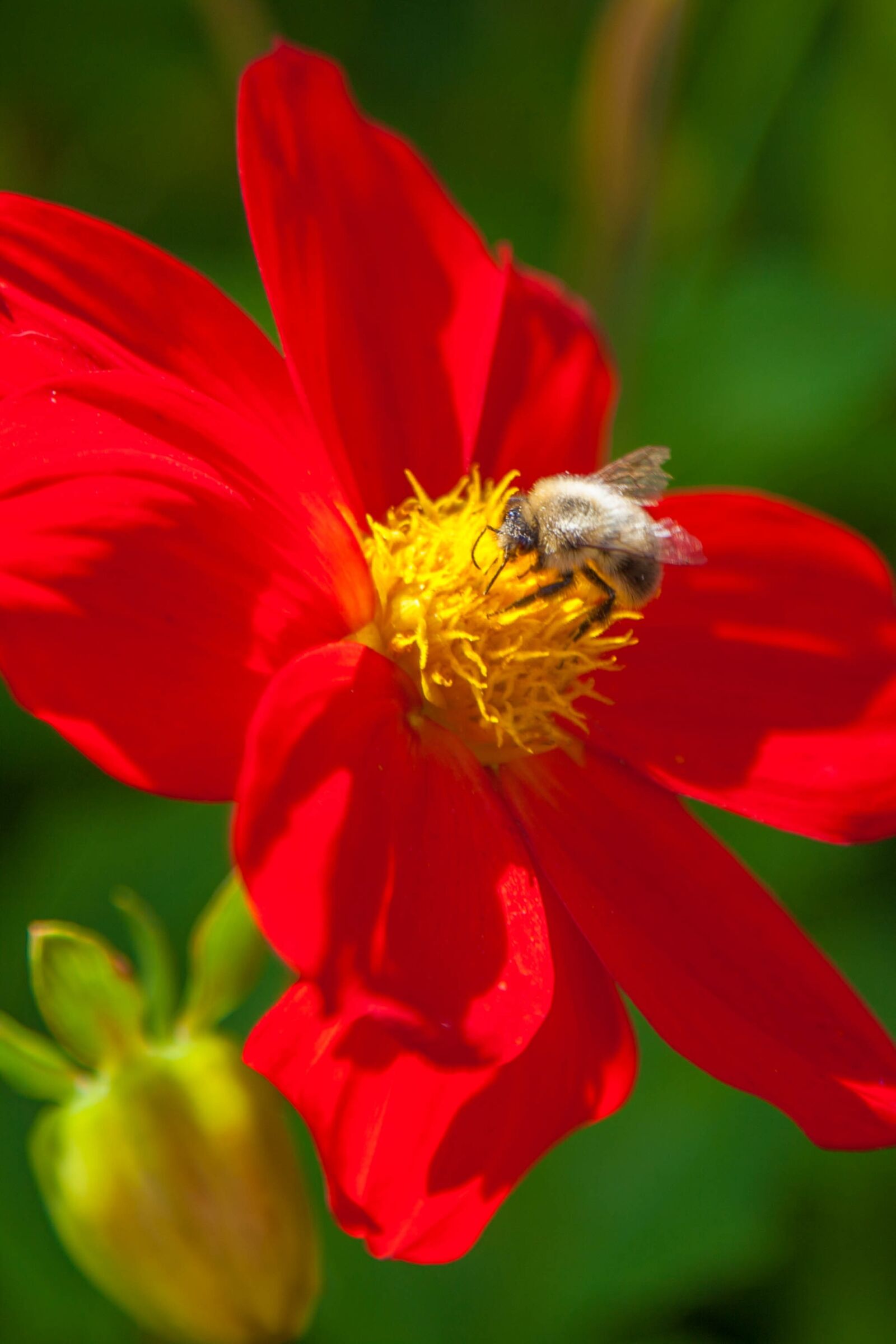 Canon EOS 5D Mark II sample photo. Flower, bumblebee, summer photography