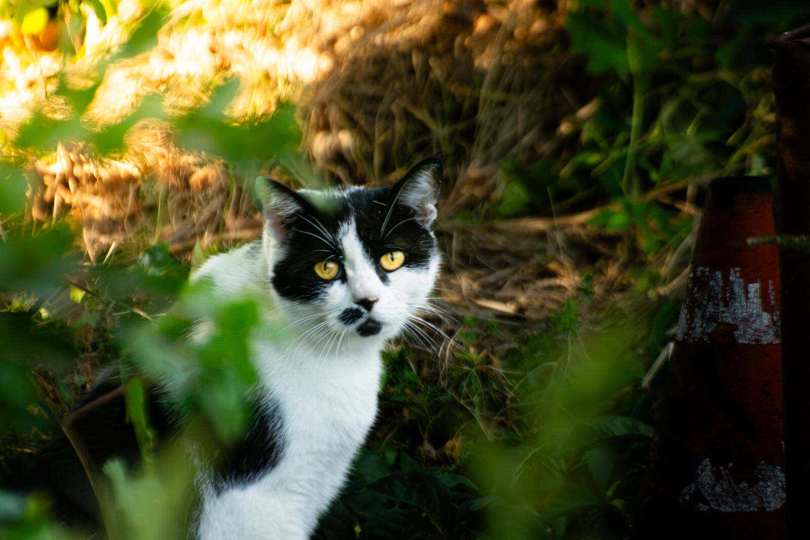 Nikon D7200 sample photo