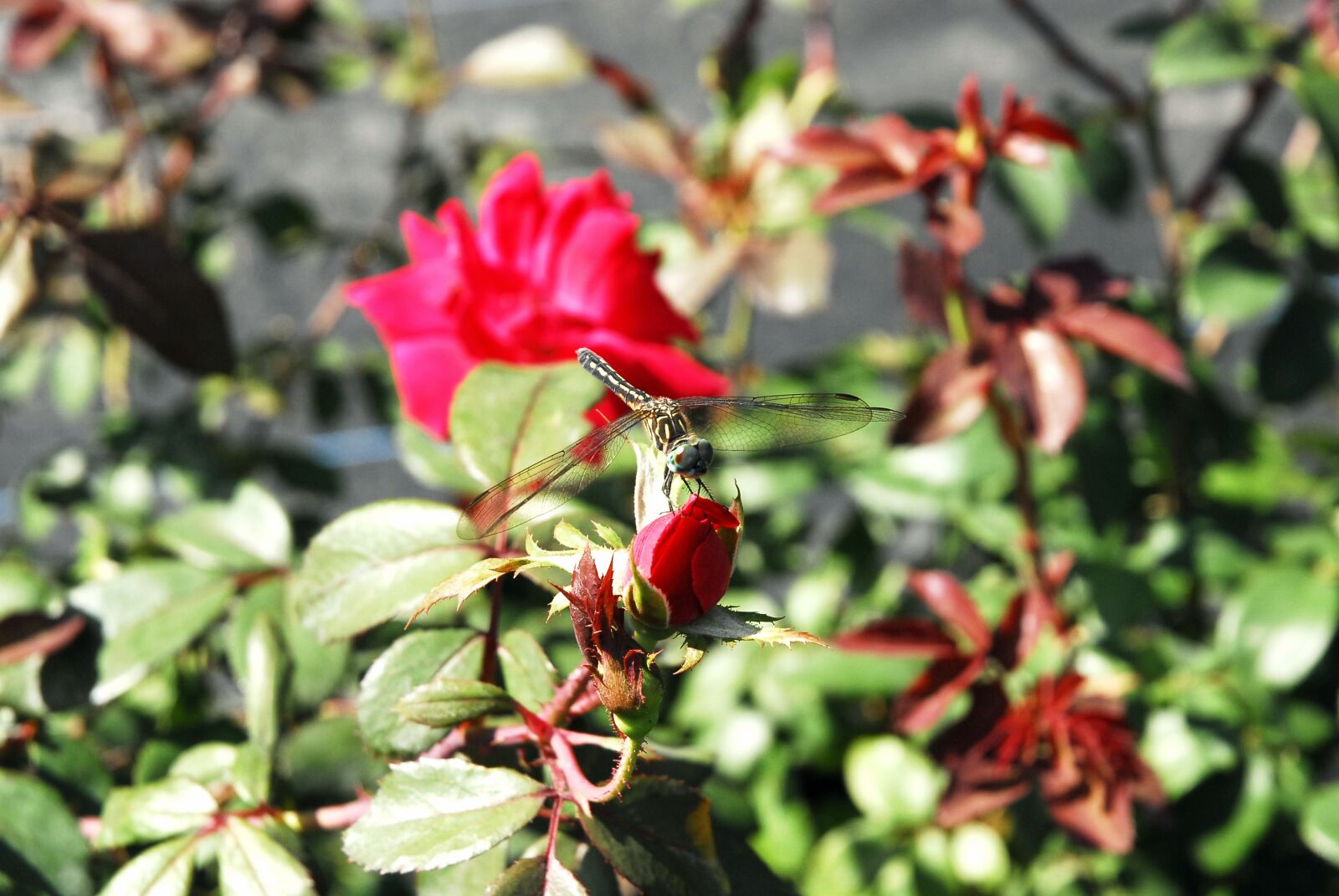 Nikon D200 sample photo. Rose, dragonfly, n photography