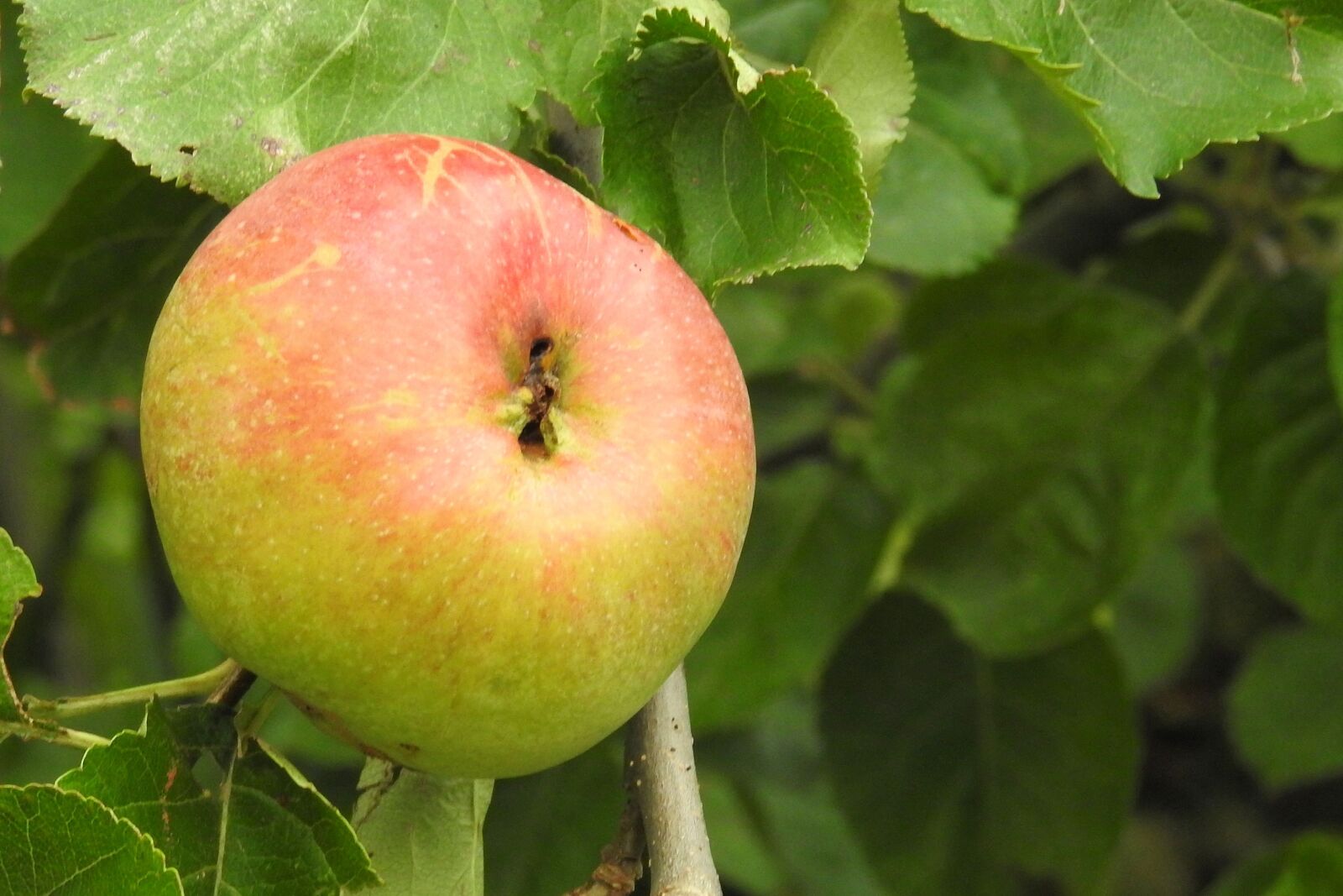 Nikon Coolpix P900 sample photo. Apple, apple tree, fruit photography
