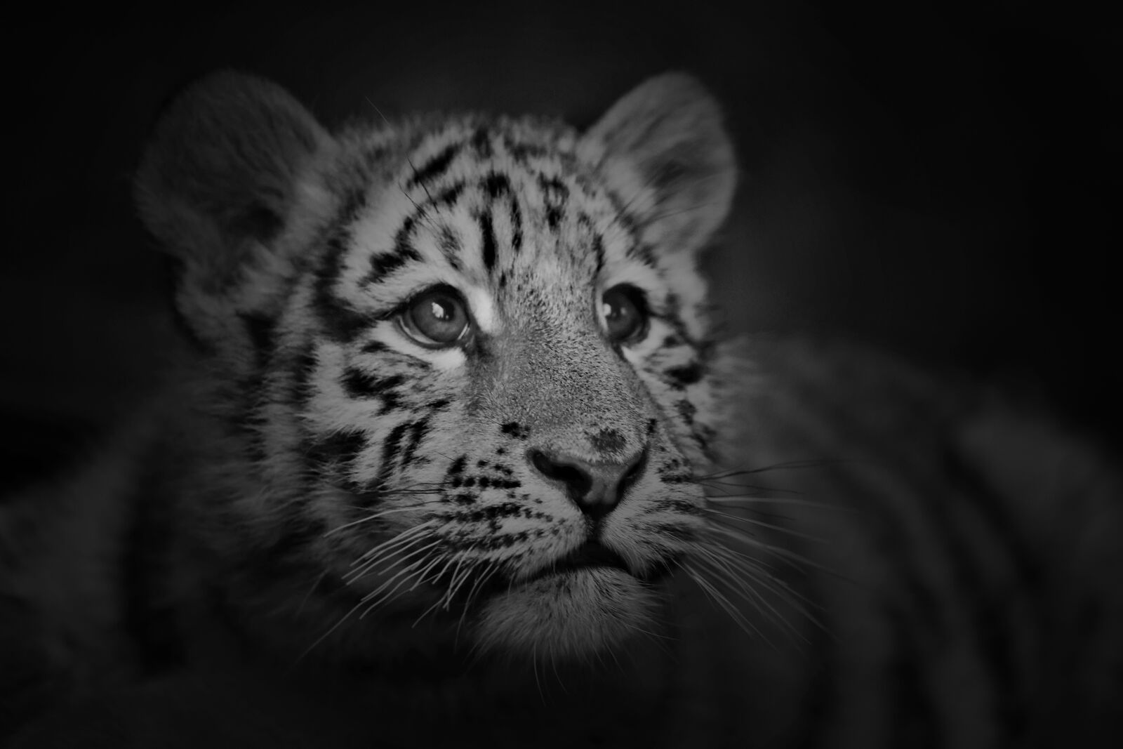 Canon EF 70-200mm F4L USM sample photo. Tiger, animal, predator photography