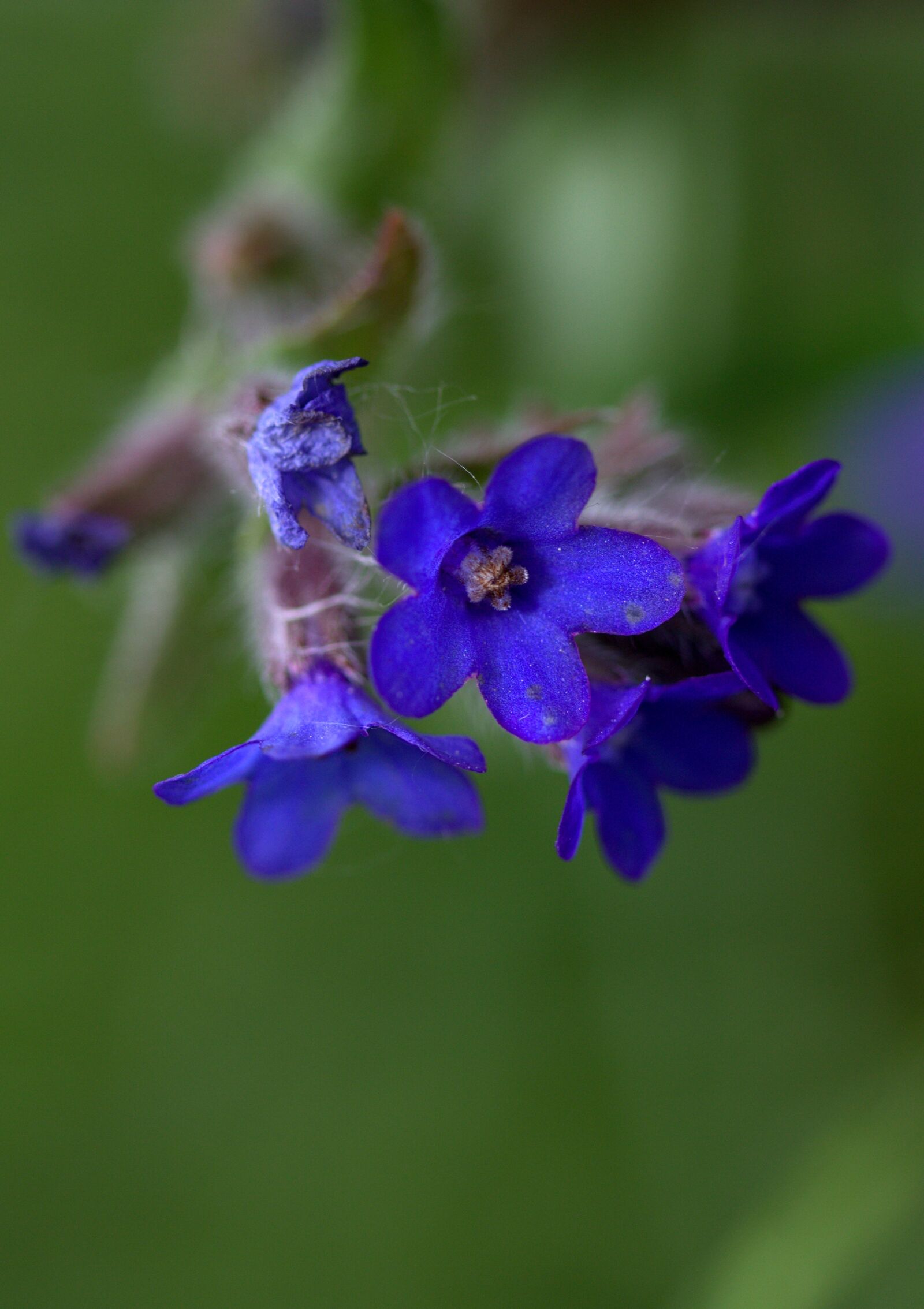 Canon EF-S 60mm F2.8 Macro USM sample photo. Cornflower, camp, flower photography