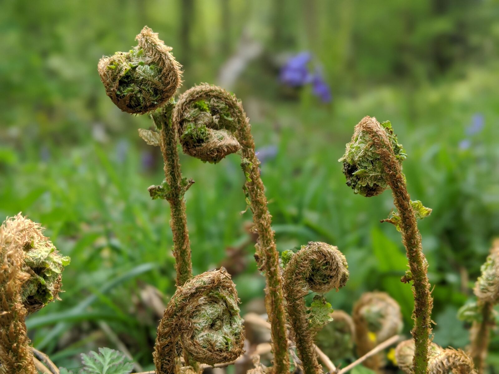 Google Pixel 3 sample photo. Fern, countryside, flowers photography