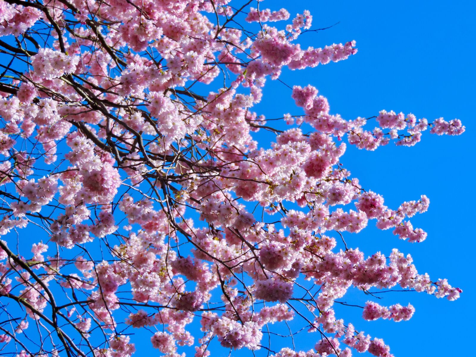 Nikon Coolpix P520 sample photo. Cherry blossoms, ornamental cherry photography