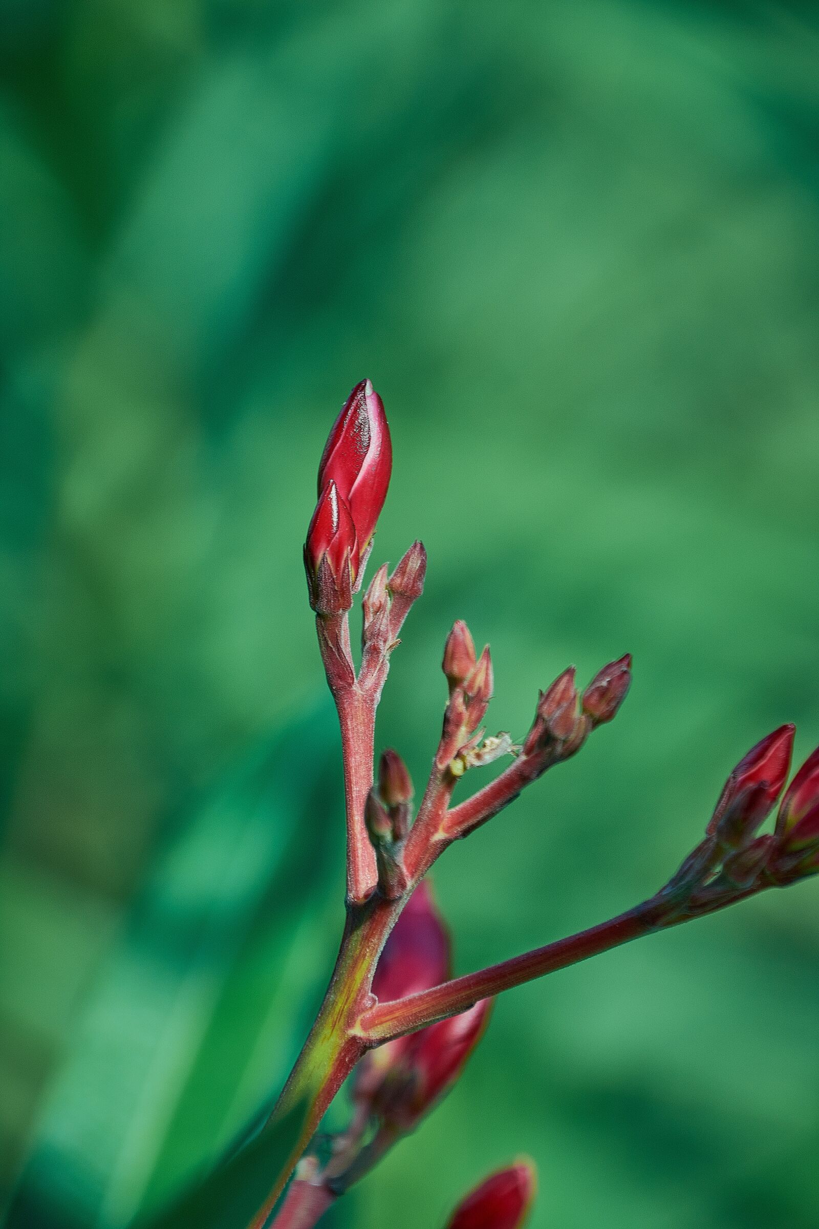 Nikon D7200 sample photo. Outbreaks, garden, plant photography