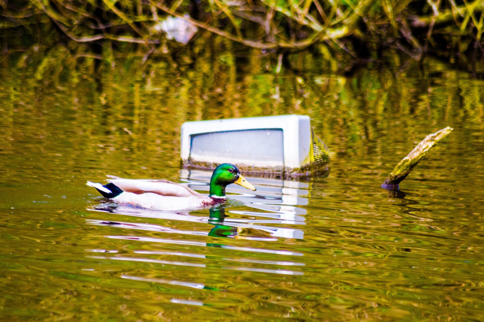 Nikon D3200 sample photo. Duck, water, tv photography