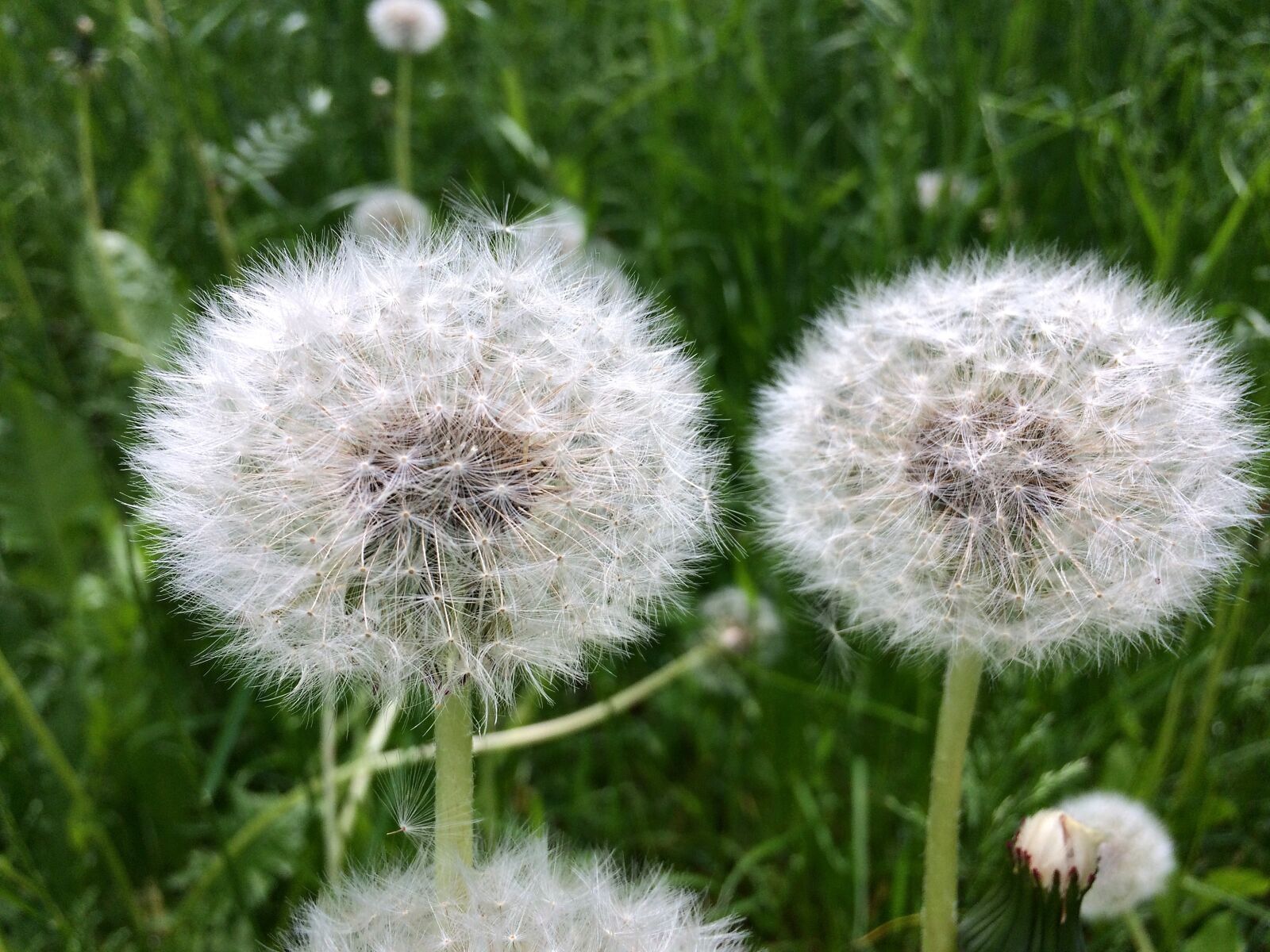 iPhone 5s back camera 4.15mm f/2.2 sample photo. Dandelion, dandelions, nature photography