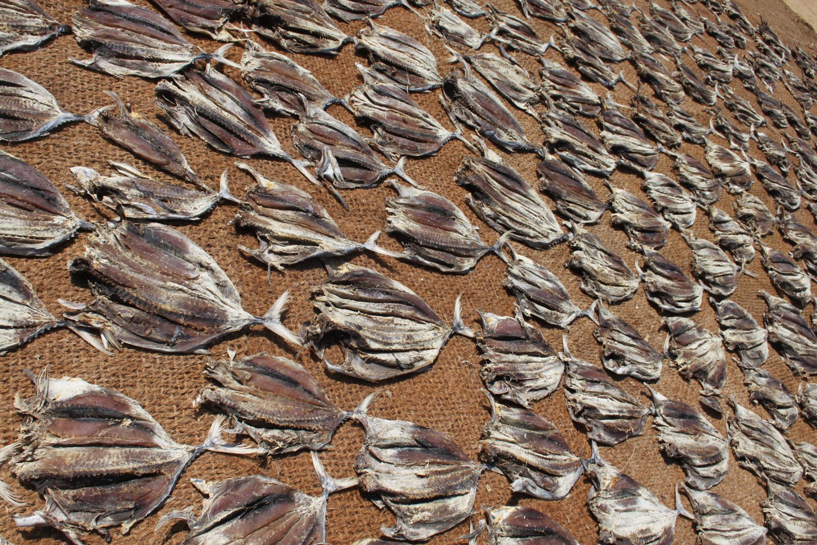 Canon EOS 500D (EOS Rebel T1i / EOS Kiss X3) sample photo. Sri lanka, fish, beach photography