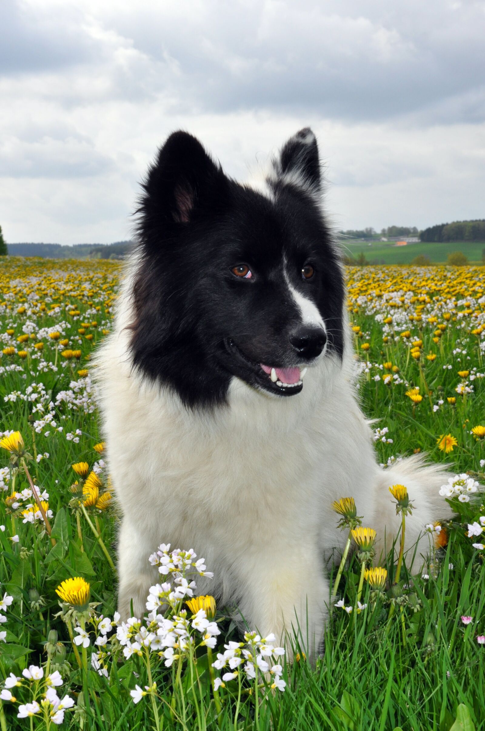 Nikon D5000 sample photo. Elo, dog, pet photography