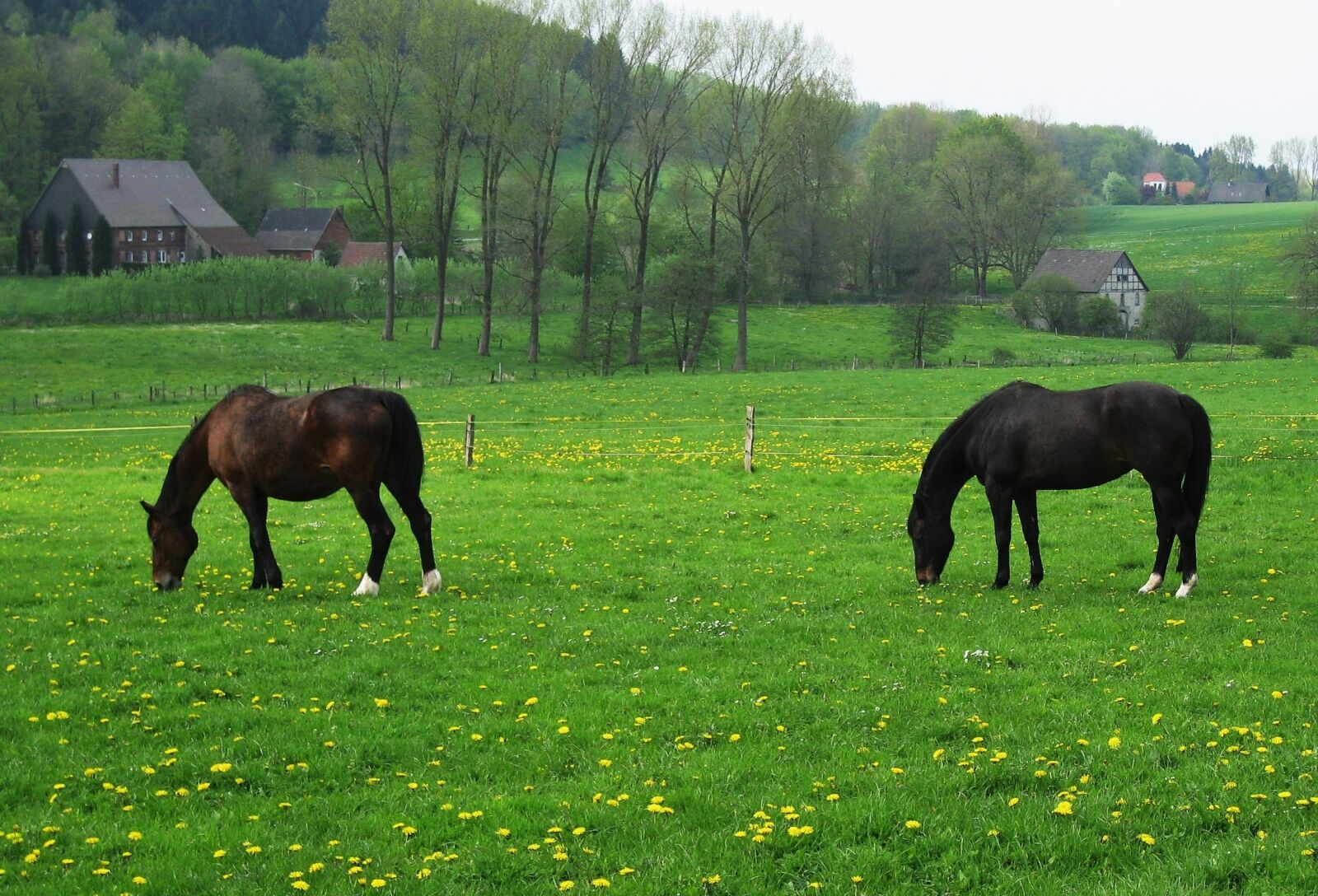 Canon DIGITAL IXUS 860 IS sample photo. Horse pasture, spring meadow photography
