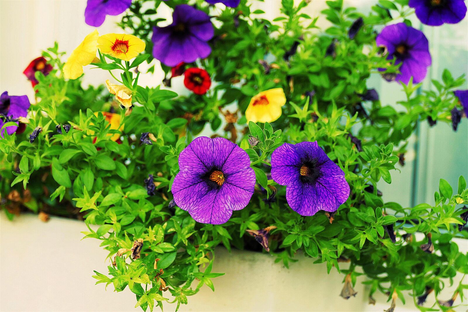 Panasonic Lumix DMC-FZ1000 sample photo. Flower, zauberglockchen, balcony plant photography