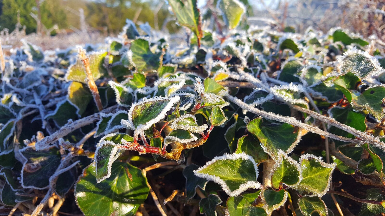 Samsung Galaxy S6 sample photo. Plant, leaf, frost photography