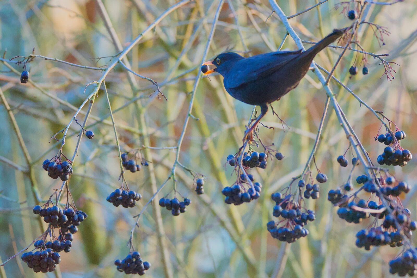 Nikon D750 sample photo. Merle, aronia, bird photography