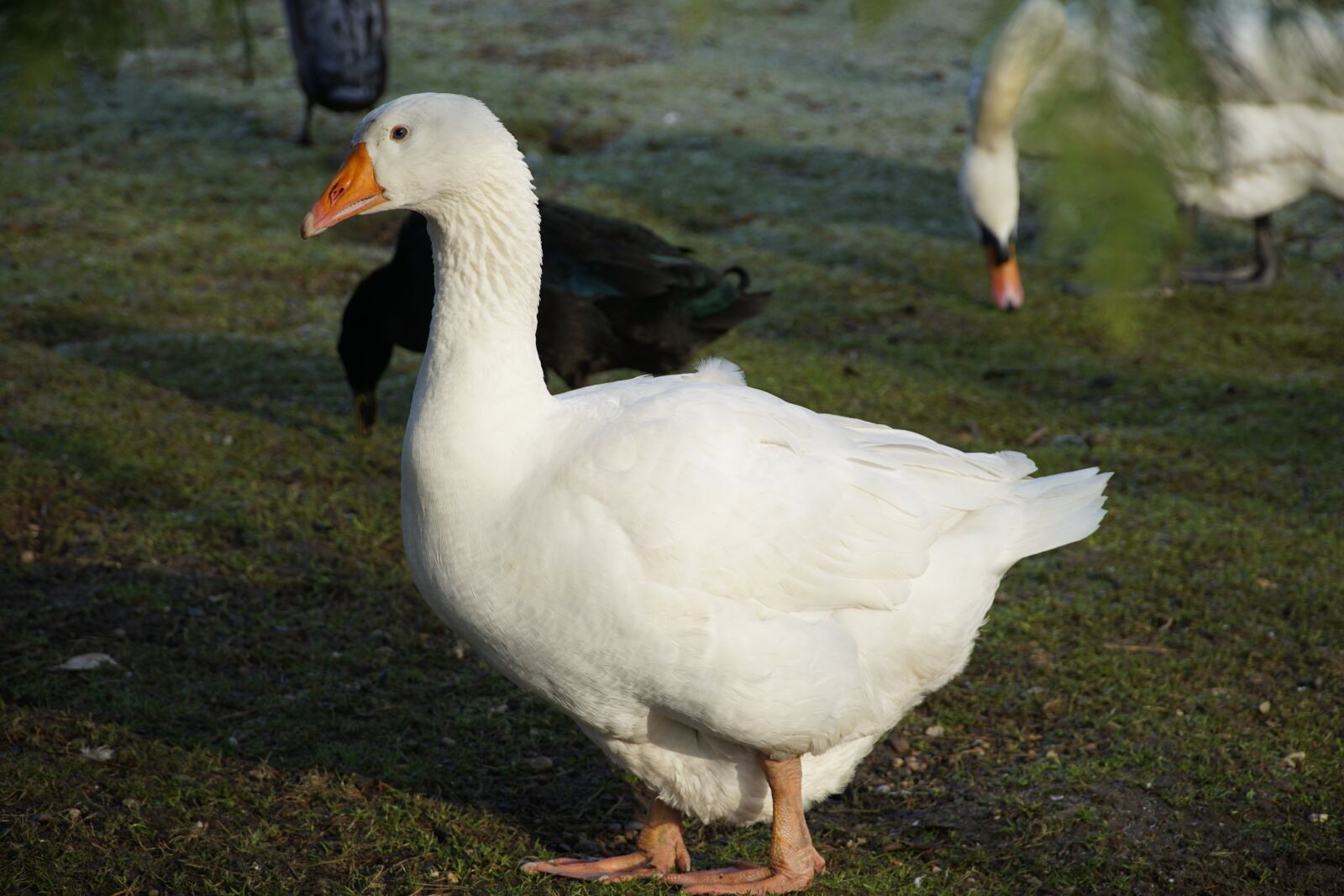 Sony a7R II + Sony E PZ 18-105mm F4 G OSS sample photo. White, goose, bird photography