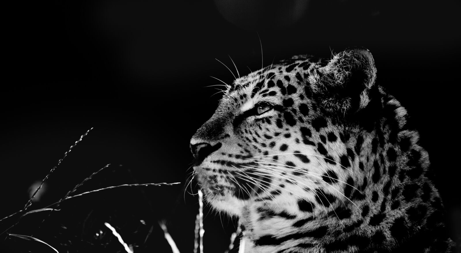 Canon EF 70-300mm F4-5.6 IS USM sample photo. Chinese leopard, leopard, mammal photography