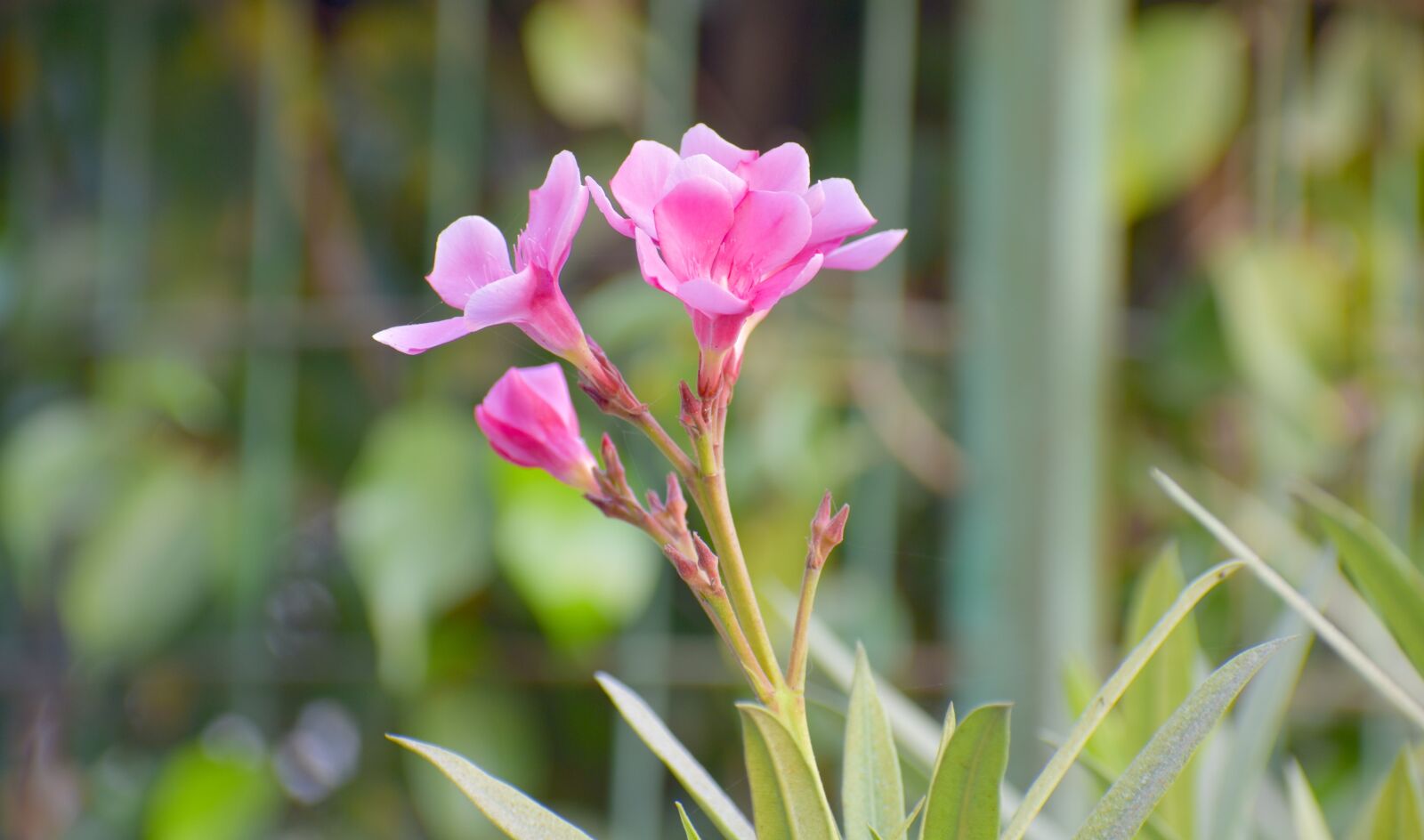 Nikon D5600 sample photo. Pink flowers, bloom, blossom photography