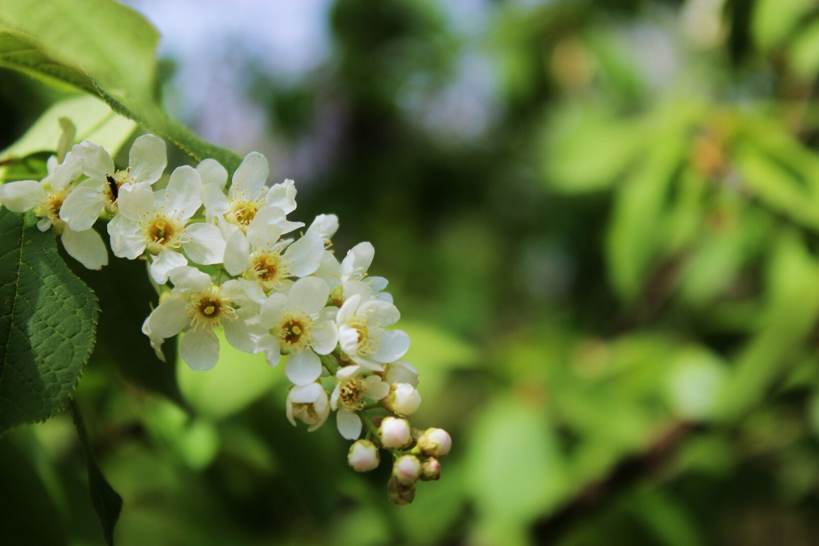 Canon EOS 1300D (EOS Rebel T6 / EOS Kiss X80) sample photo. Flowering, blooms, apple flower photography