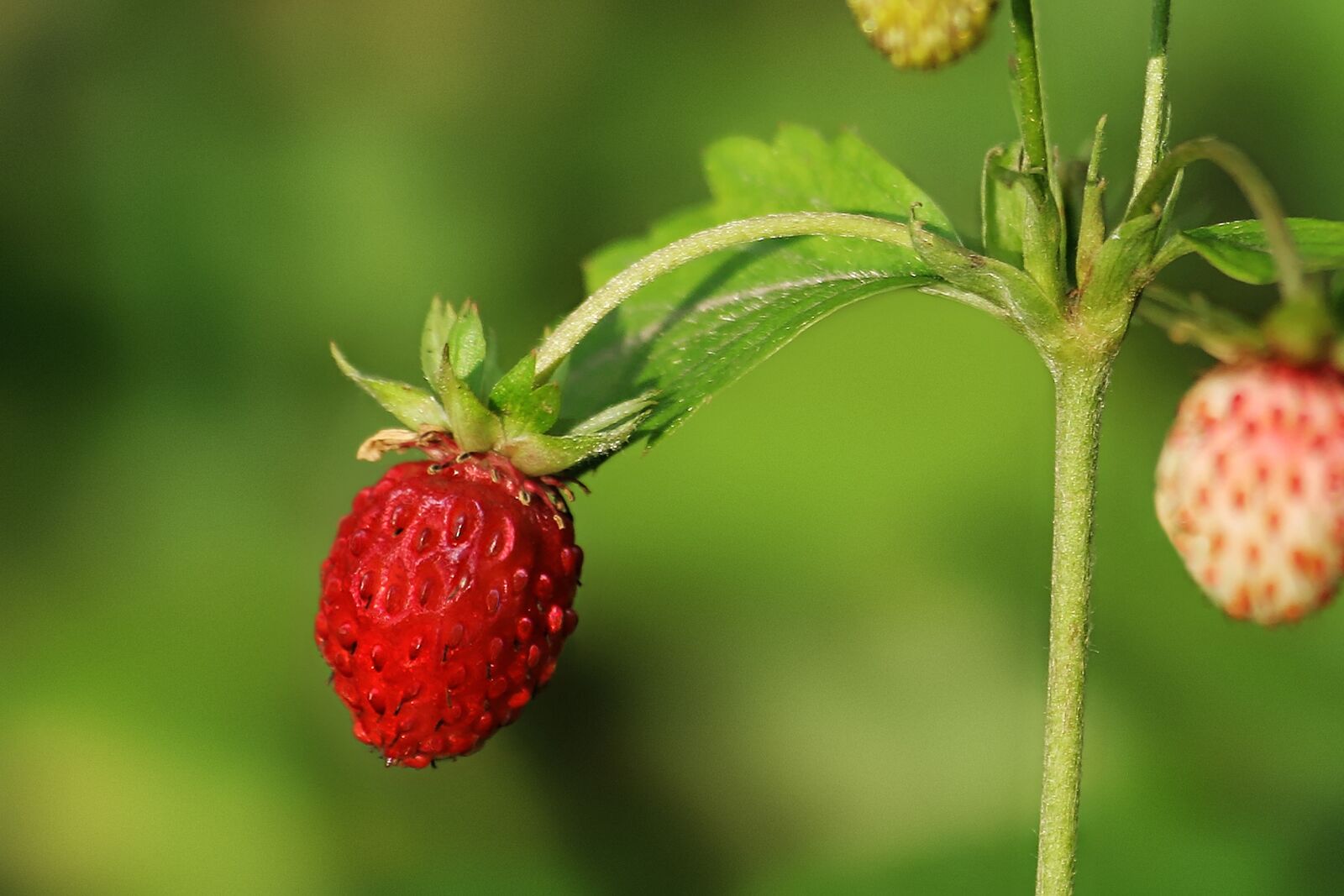 Canon EOS 350D (EOS Digital Rebel XT / EOS Kiss Digital N) sample photo. Strawbery, berry, nature photography